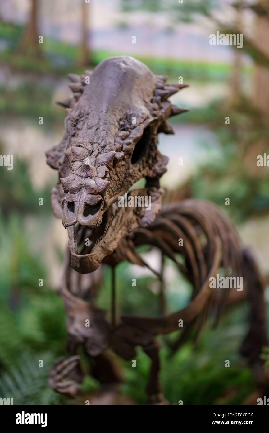Dinosaurier Knochen von fossilen Ausgrabungsstätte Stockfoto