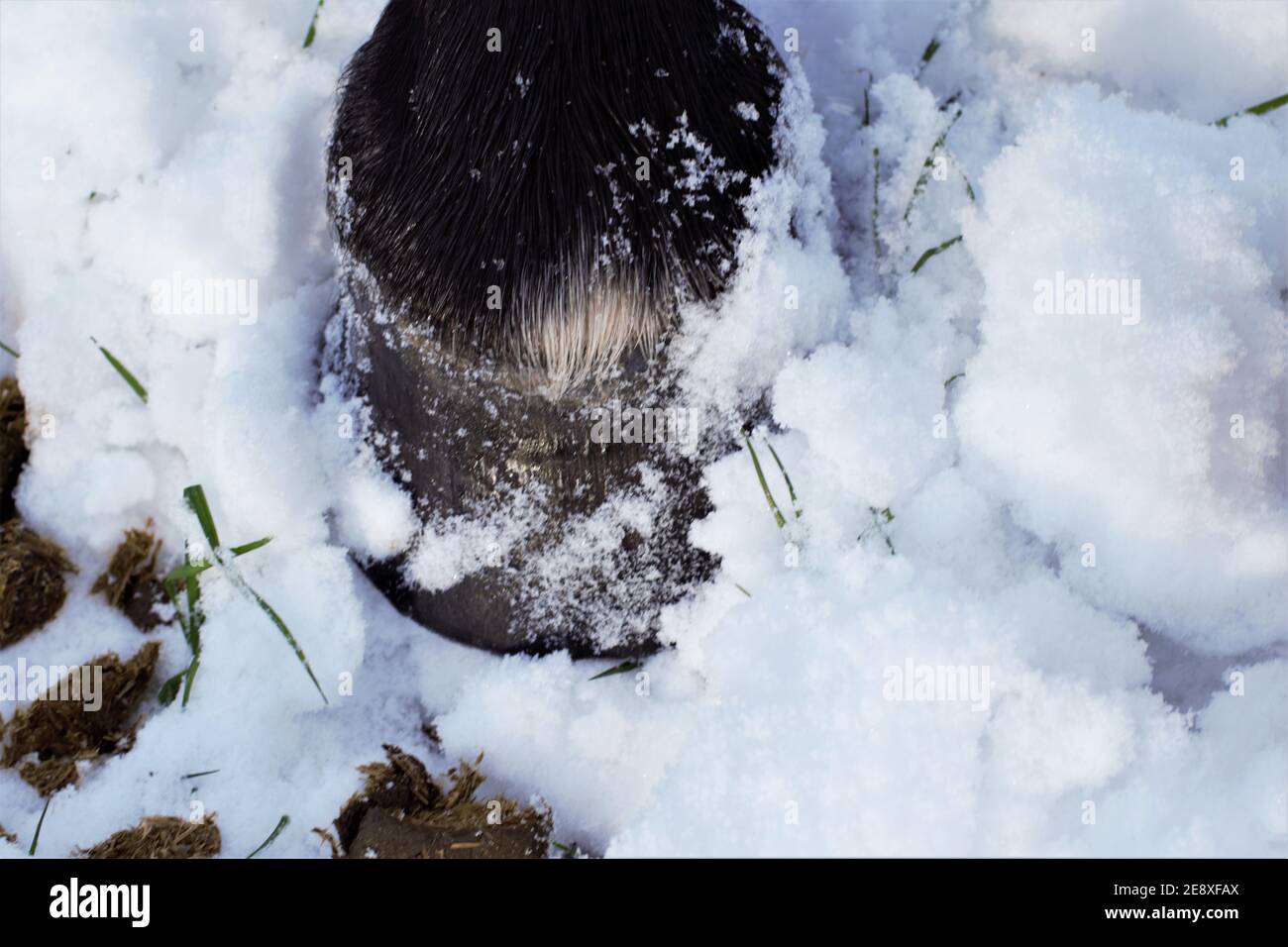 Nahaufnahme eines schwarzen Pferdehudes im Schnee Stockfoto