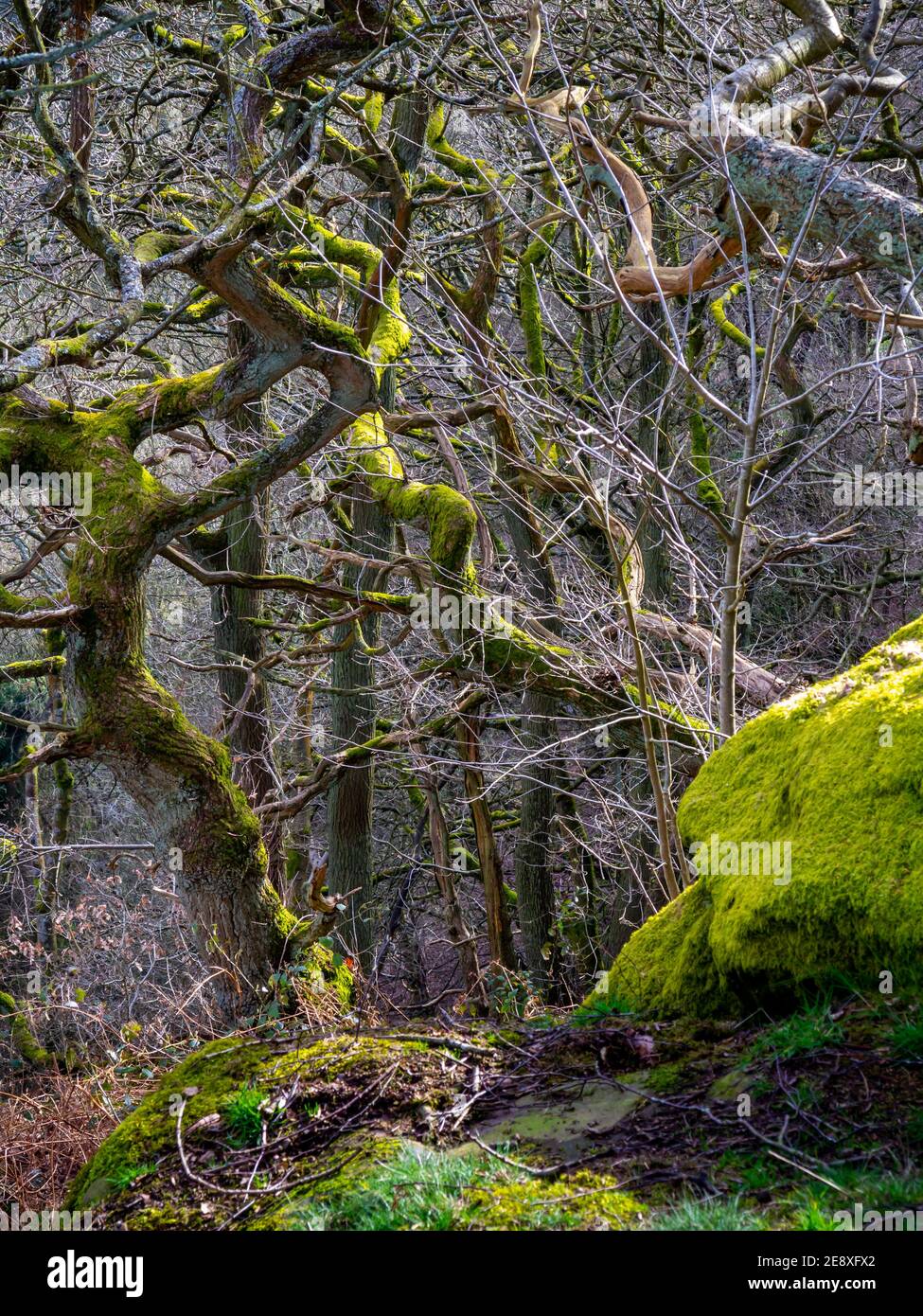 Verdrehte Bäume wachsen in dichten Wäldern mit moosbedeckten Felsen im Vordergrund. Stockfoto