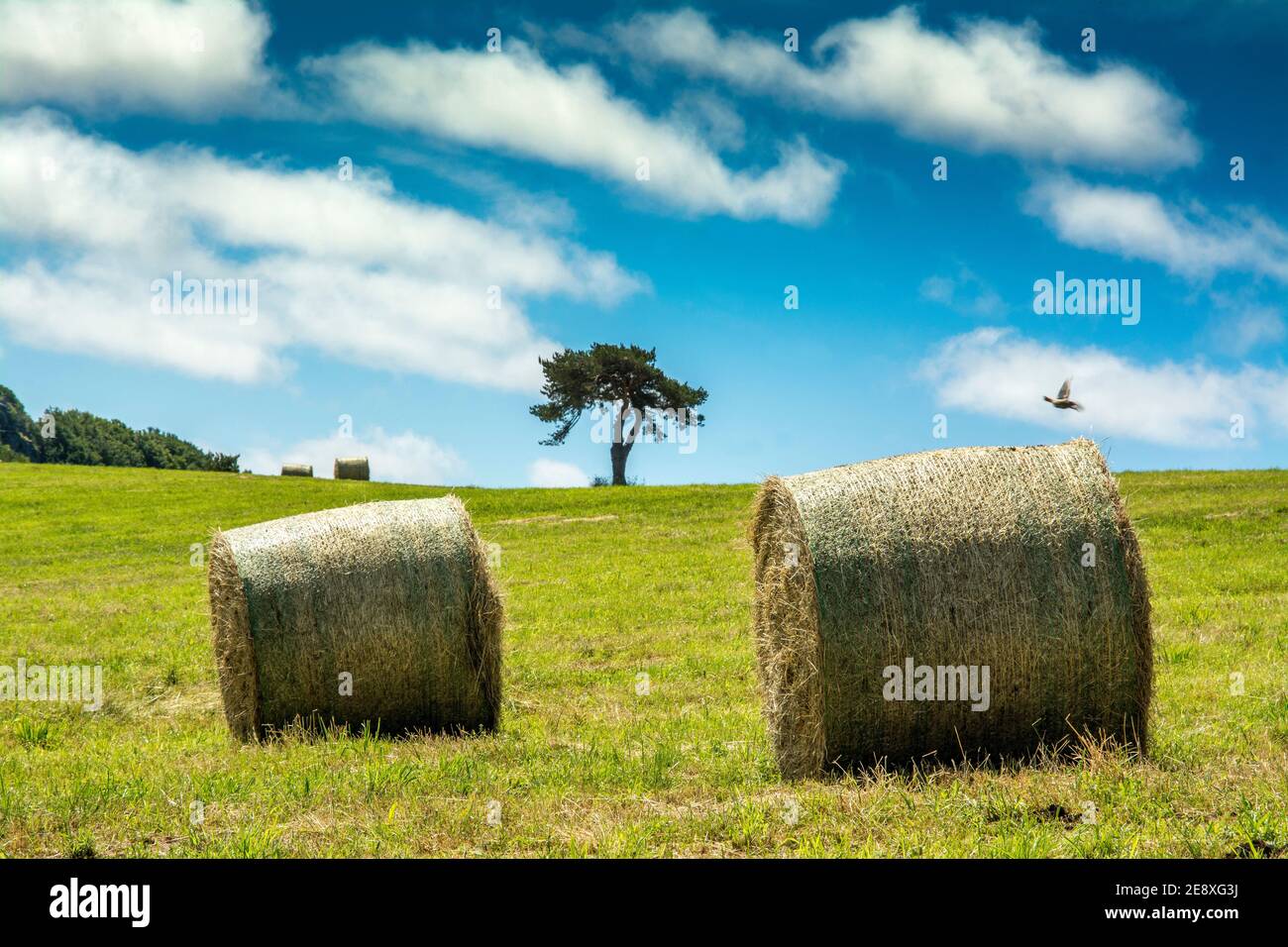 Rollende Heuballen in einer sonnigen Landschaft unter einem hellblauen Himmel auf dem ländlichen Ackerland, Puy de Dome Département, Auvergne Rhone Alpes, Frankreich Stockfoto