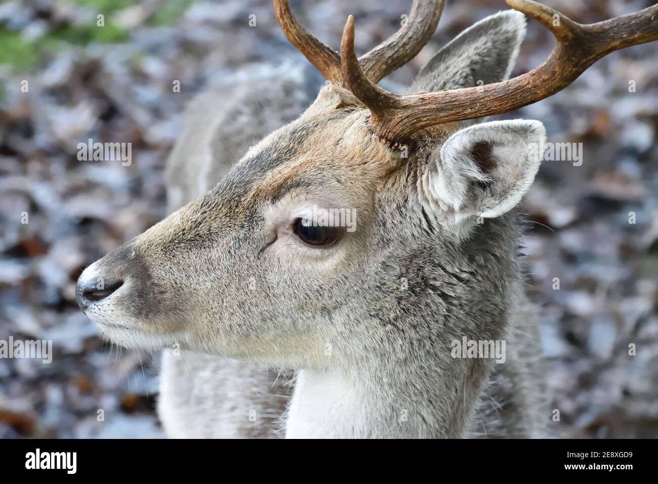Junge männliche Damhirsche mit Geweih Stockfoto