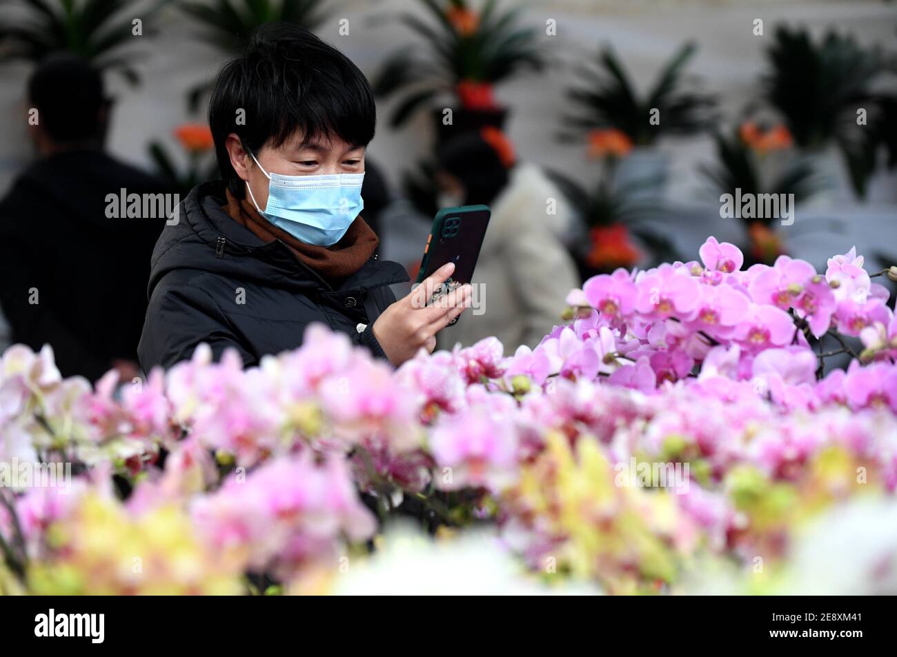 Shijiazhuang, Chinas Provinz Hebei. Februar 2021. Eine Frau macht Fotos auf dem Blumenmarkt Xisanjiao im Bezirk Qiaoxi in Shijiazhuang, nordchinesische Provinz Hebei, 1. Februar 2021. Der Blumenmarkt wird mit ausreichenden COVID-19-Präventions- und Kontrollmaßnahmen wieder eröffnet. Quelle: Wang Xiao/Xinhua/Alamy Live News Stockfoto