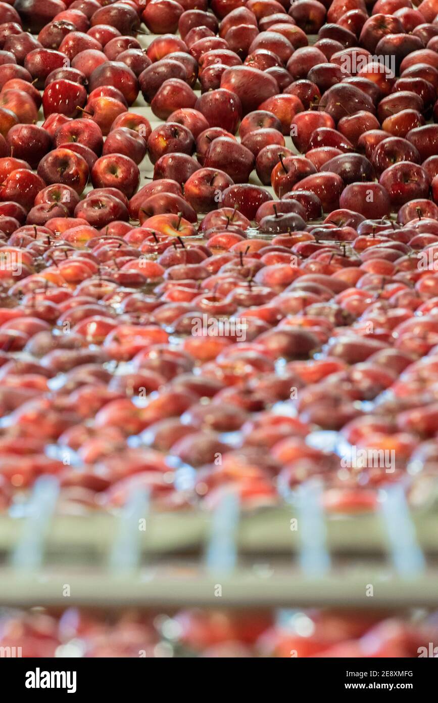 Rote Äpfel schwimmen im Wasser während des Waschvorgangs, Valtellina, Provinz Sondrio, Lombardei, Italien Stockfoto