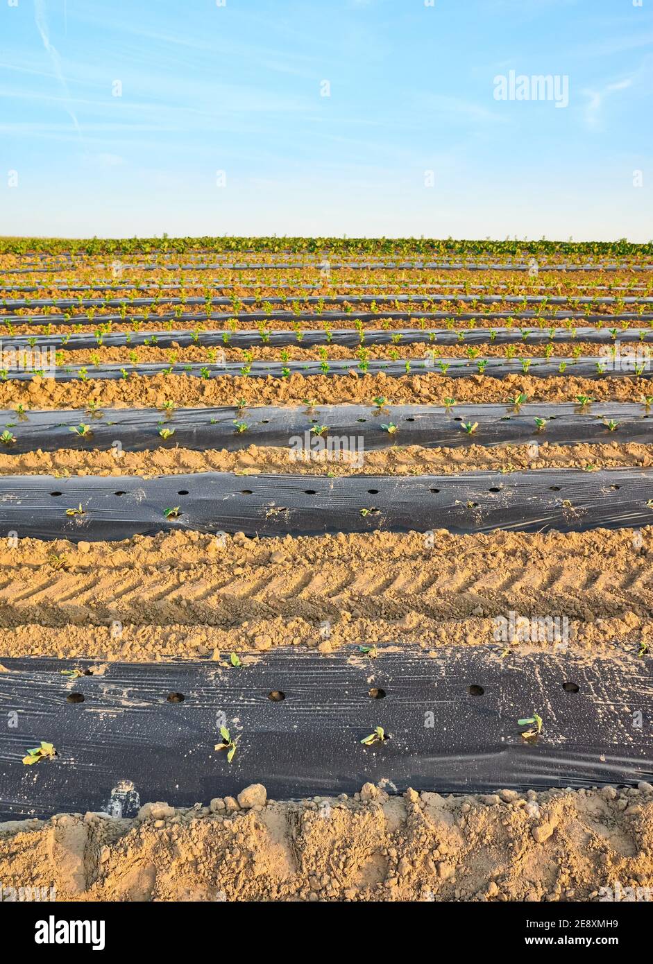 Bio Bauernhof Feld mit Patches mit Kunststoff mulch bei Sonnenuntergang abgedeckt. Stockfoto