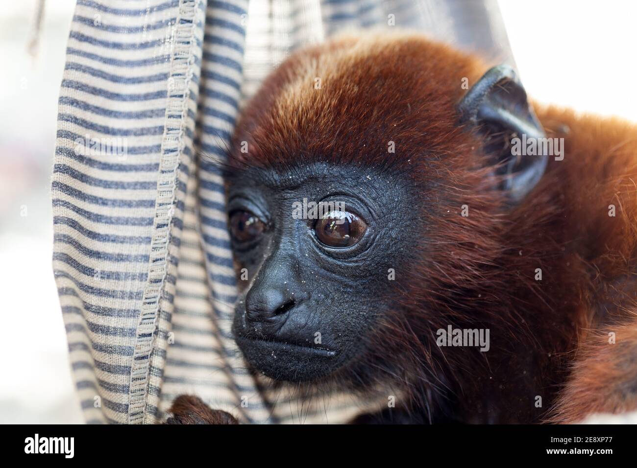 Nahaufnahme eines Affenbabys, Alouatta, in einem tropischen Tierschutzzentrum im Amazonas, Brasilien. Konzept der Ökologie, Umwelt, Biodiversität Stockfoto