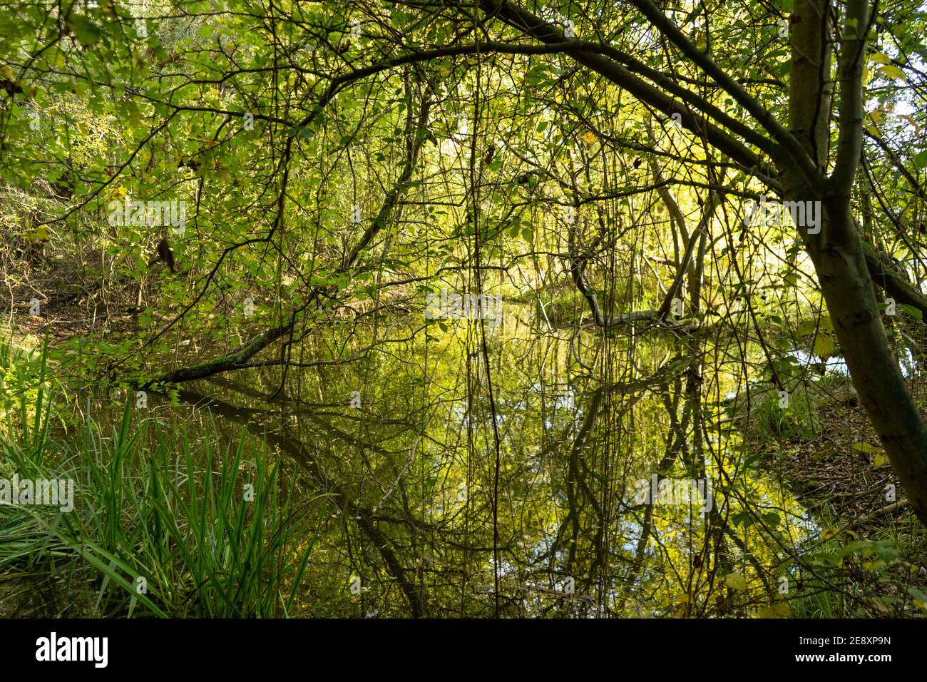 Schöne grüne Reflexe über Fischteich umgeben von Bäumen, Blättern, Ästen und Schilf im Sommer Stockfoto