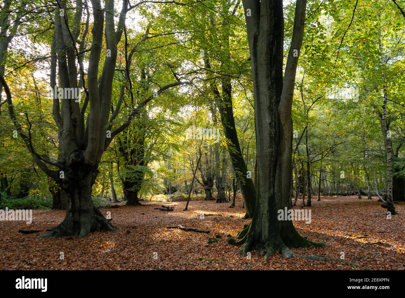 Zwei Buchenbäume im Vordergrund an einem sonnigen Herbsttag, goldrot und gelb schöne Blätter auf Wald Boden grüne Blätter noch auf Baum Stockfoto