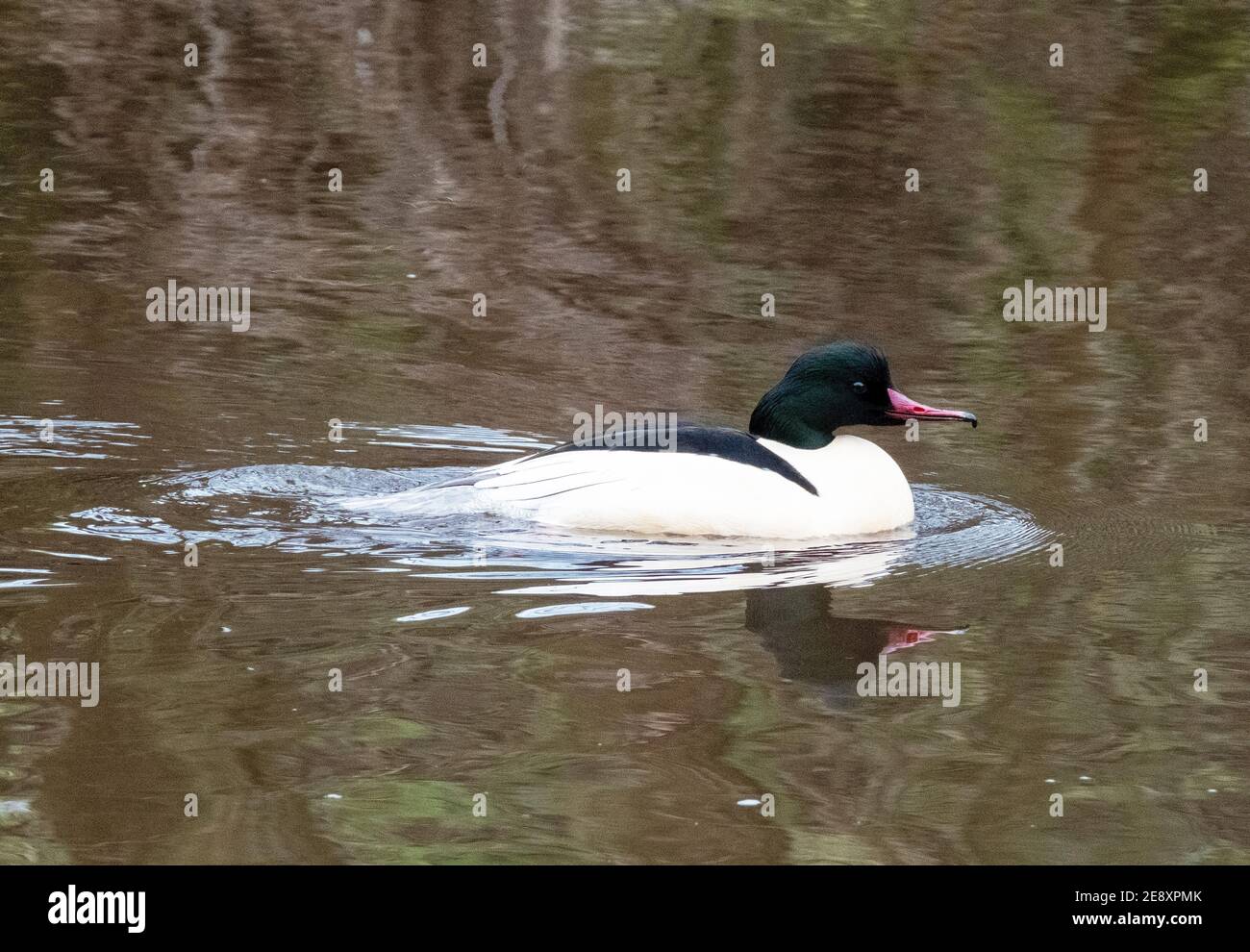 Männlicher Schwanenhund ( Mergus Merganser) beim Schwimmen im River Almond, West Lothian, Schottland. Stockfoto