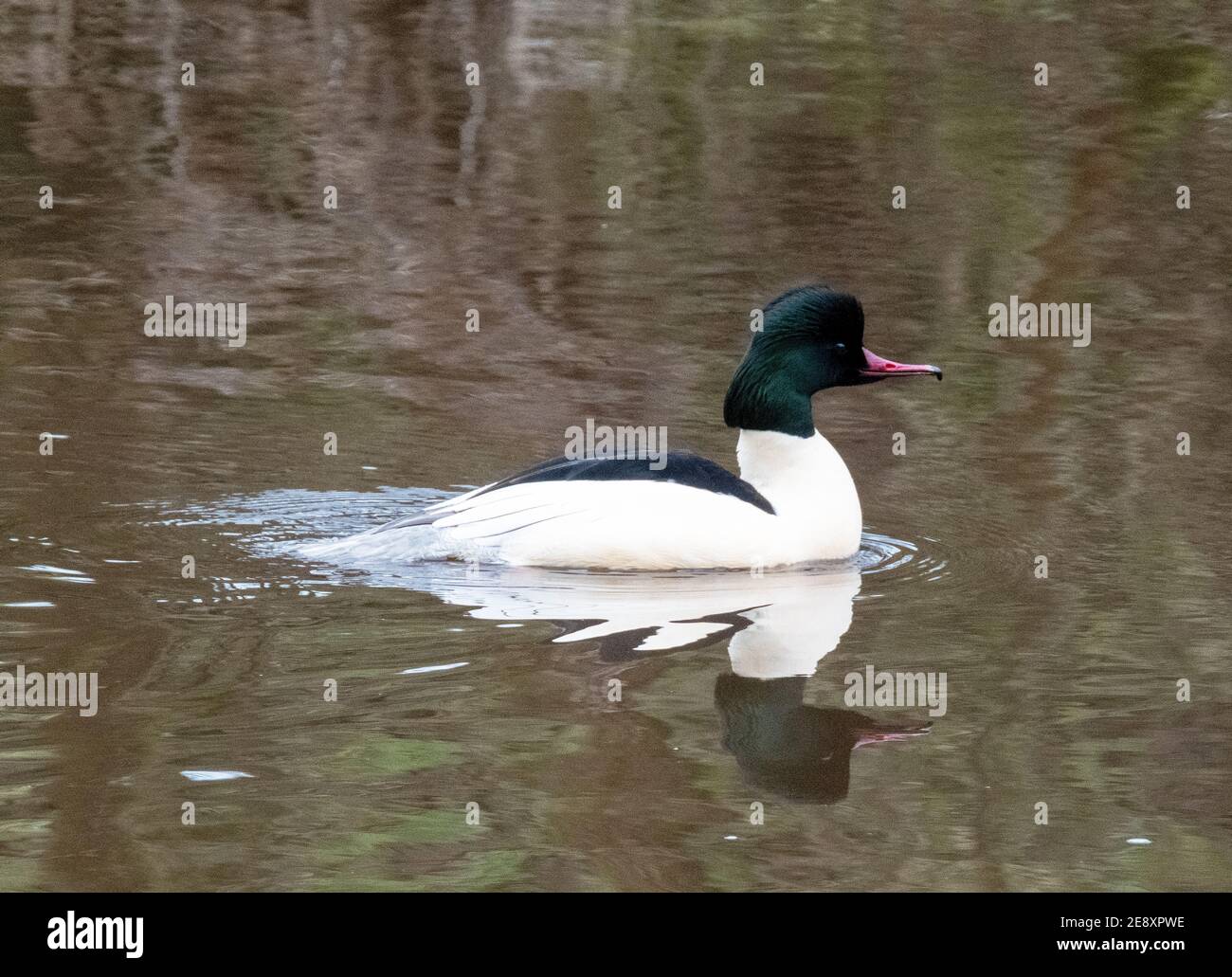 Männlicher Schwanenhund ( Mergus Merganser) beim Schwimmen im River Almond, West Lothian, Schottland. Stockfoto