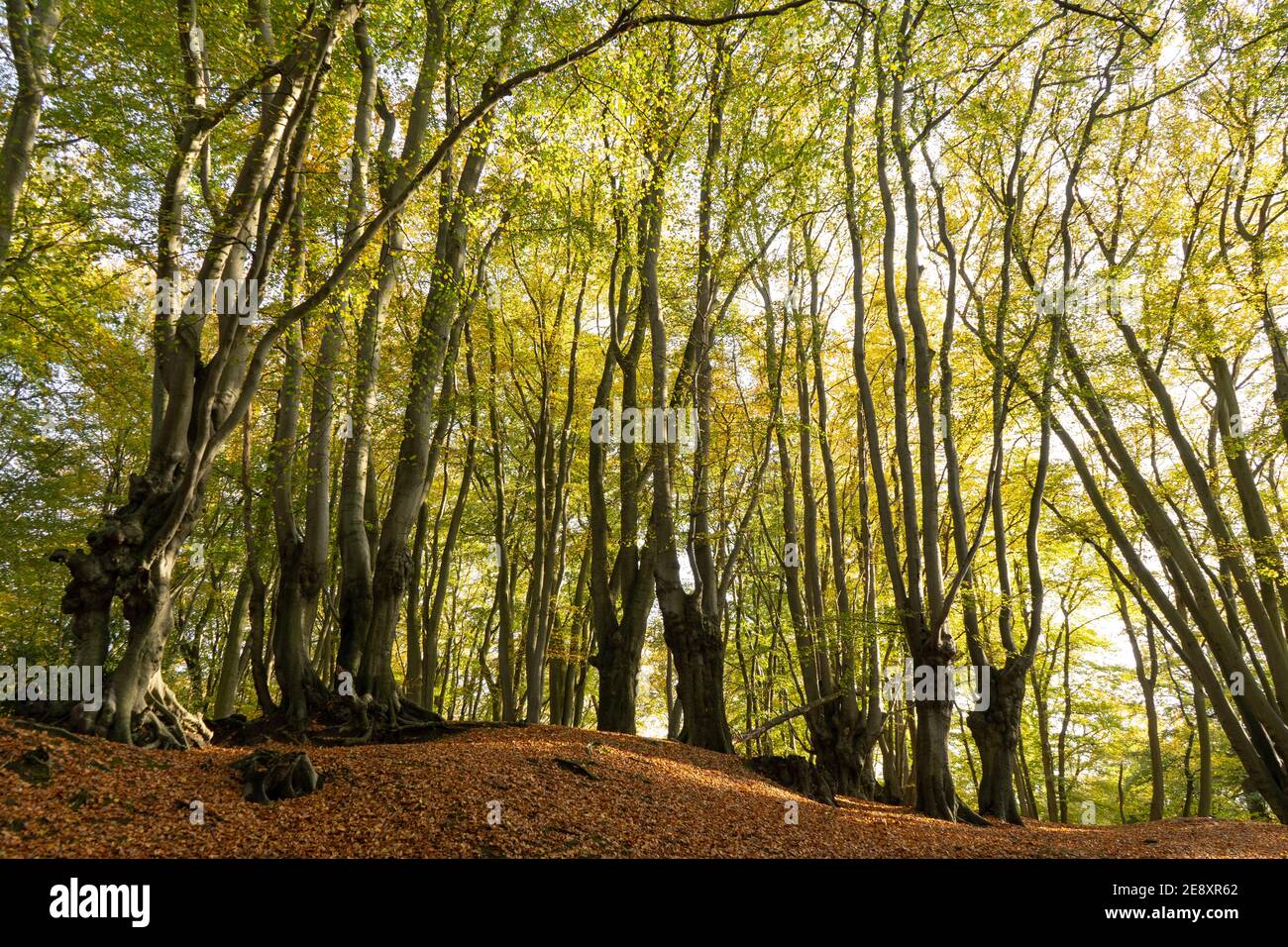 Buche mit grünen Blättern auf dem Hügel im Herbstwald Bodenabdeckung in schönen goldgelben und roten Blättern Stockfoto