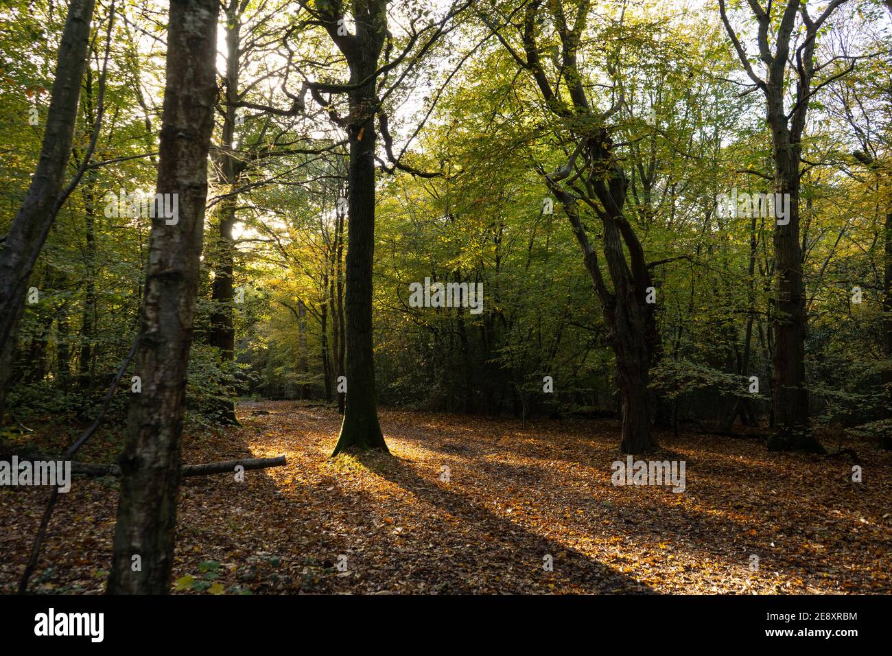 Wald mit Buchen am späten Nachmittag mit dunklen Schatten, schön gefallen goldenen, roten und gelben Blättern auf Waldboden Stockfoto