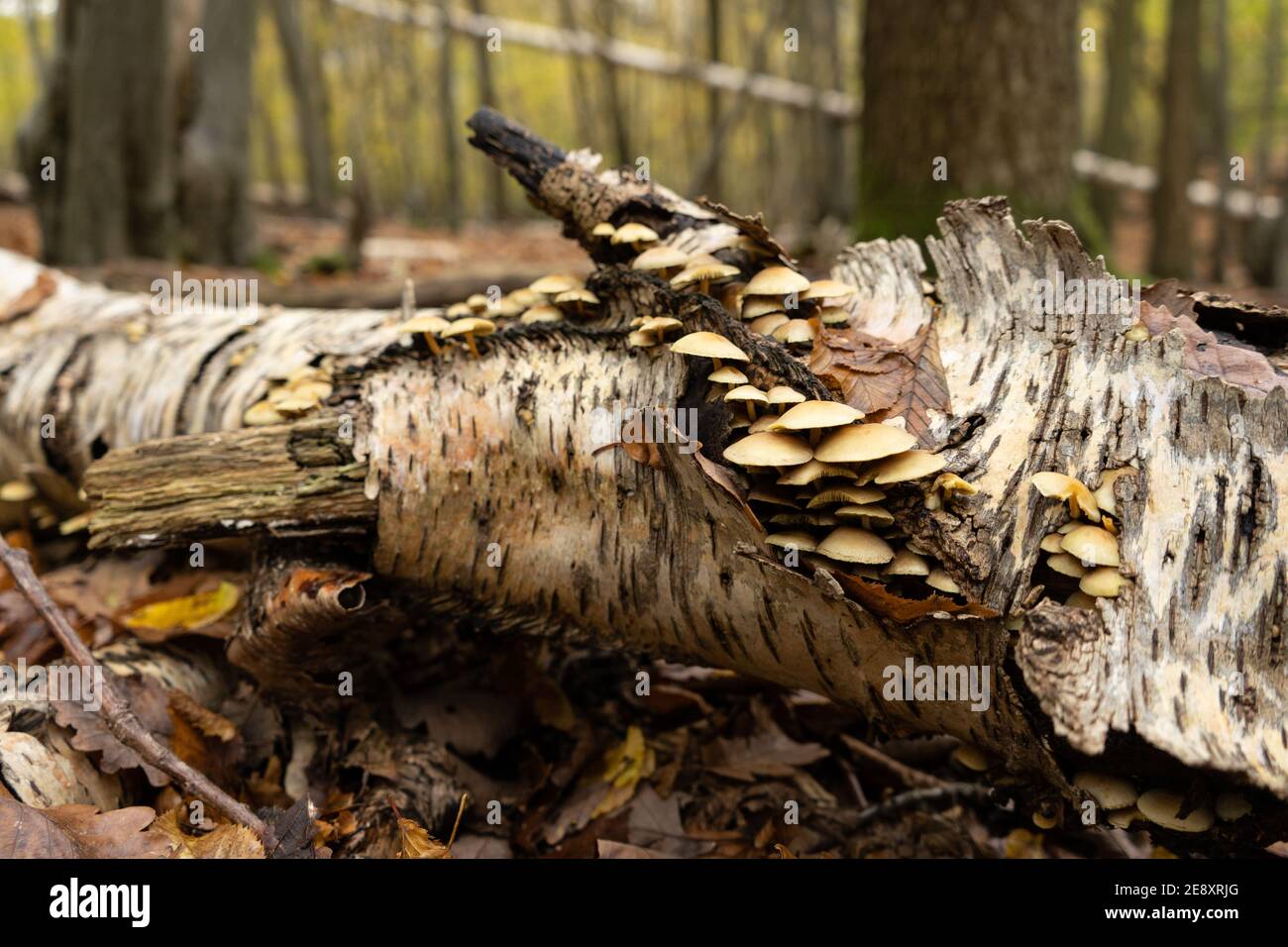 Cremige weiße Pilze wachsen auf Birke fallen Baumstamm in Herbstwald mit Bäumen im Hintergrund und gelb und Braune Blätter auf dem Waldfl Stockfoto