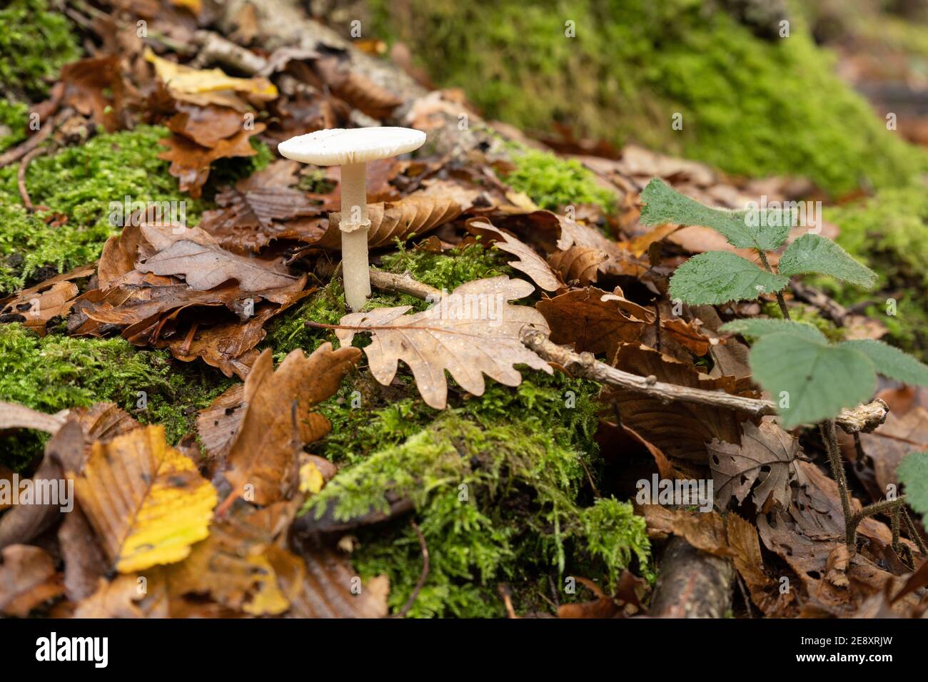 Weiße Pilzpilze, die Stamm und Ring darstellen, die herauswachsen Boden eines Baumstammes auf Waldboden mit Moos Und Herbstlaub Stockfoto