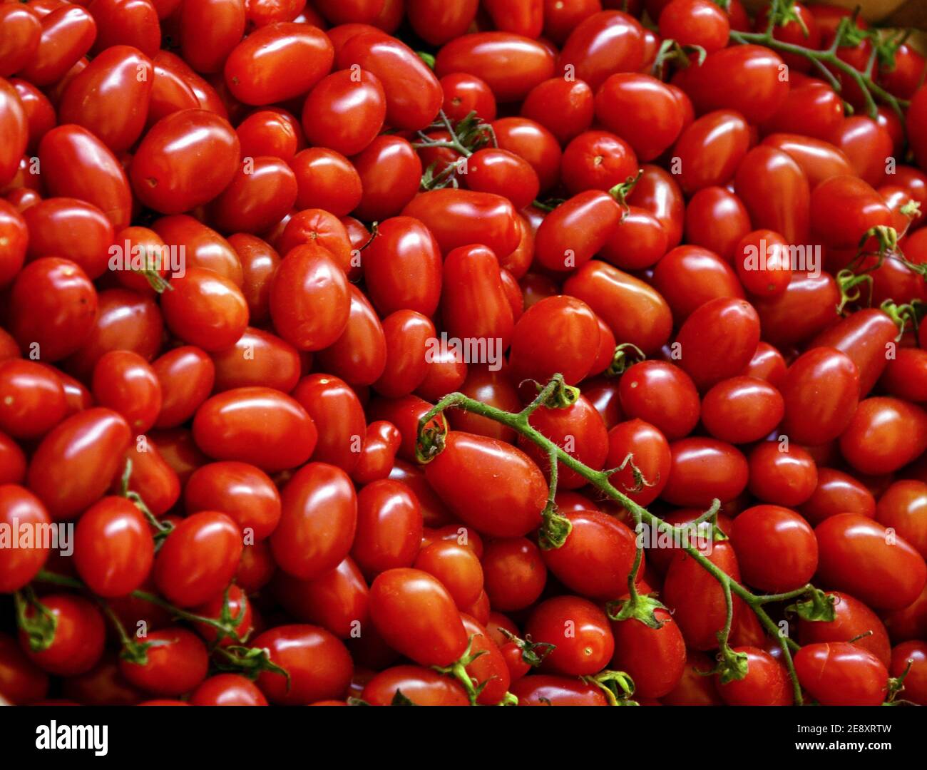 EIN BÜNDEL VON REIFEN ROTEN KIRSCHTOMATEN MIT GRÜNEM STIEL FRISCH IN EINEM FRAM IN ITALIEN GEERNTET Stockfoto