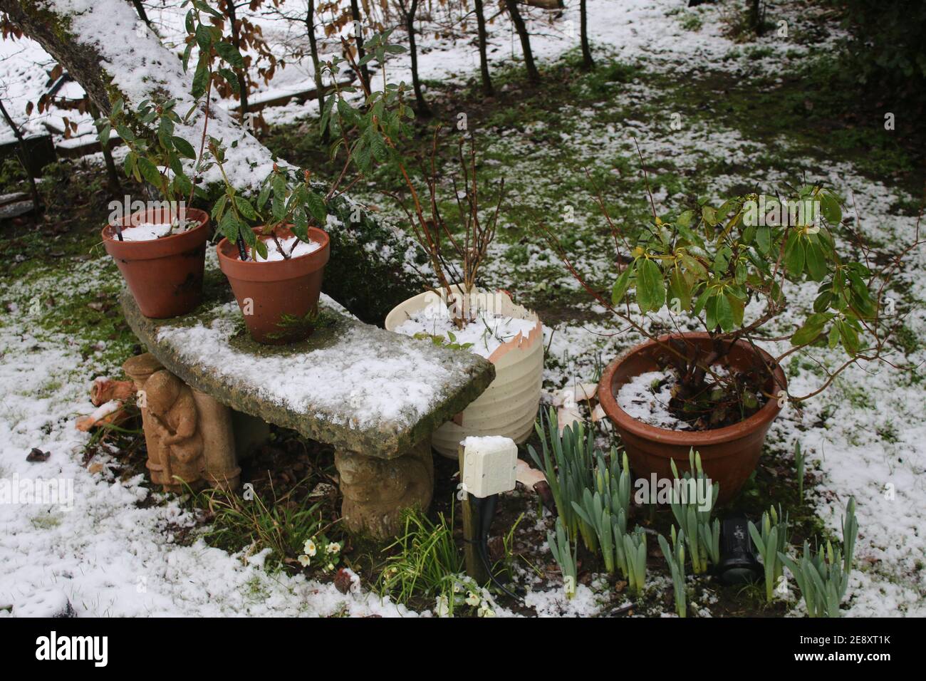 Schneeszene Landschaft von gefrorenen englischen Land Wintergarten mit Steinbank Sitz unter Apfelbaum und Pflanzentöpfe Frühling Birnen wächst Gras Rasen Stockfoto