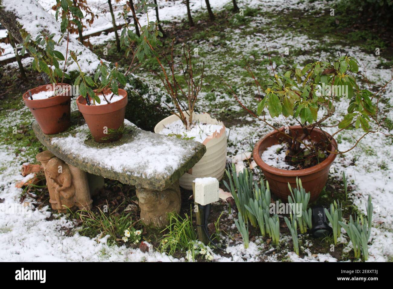 Schneeszene Landschaft von gefrorenen englischen Land Wintergarten mit Steinbank Sitz unter Apfelbaum und Pflanzentöpfe Frühling Birnen wächst Gras Rasen Stockfoto