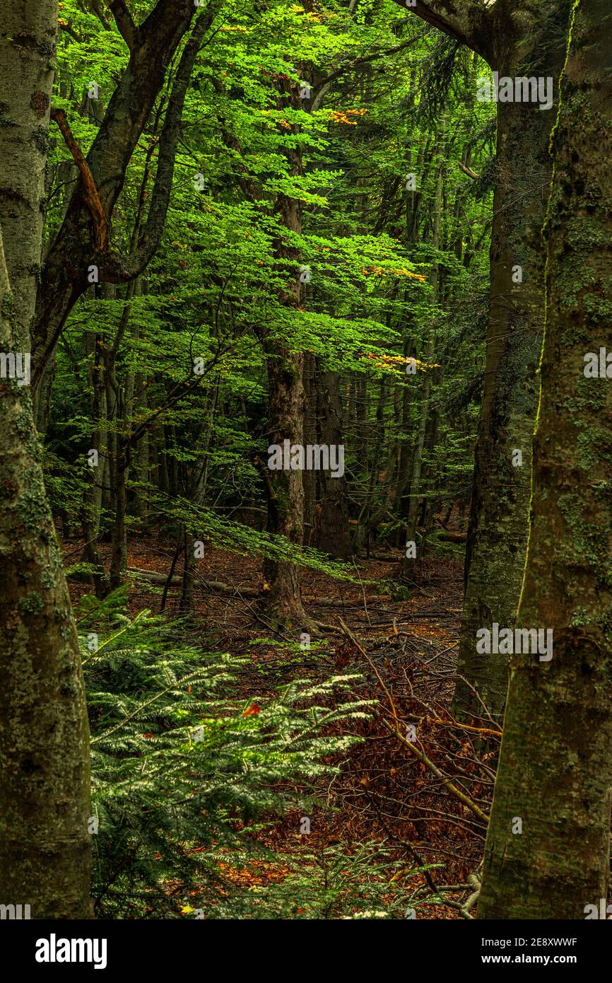 Wald aus Silbertannen und Buchen in herbstlicher Gestalt. Monte Morrone, Abruzzen, Italien, Europa Stockfoto