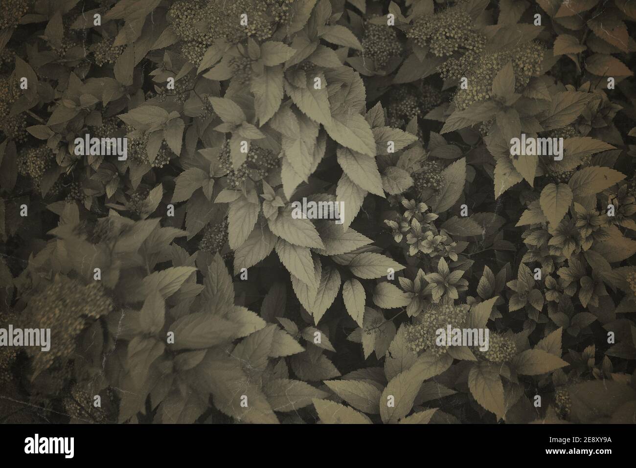 Fine Art Vintage Pflanze Textur. Grunge Natur Blumen abstrakt Hintergrund. Trendy Overlay fotografischen Hintergrund für erstellen niedlichen Familienfoto Stockfoto