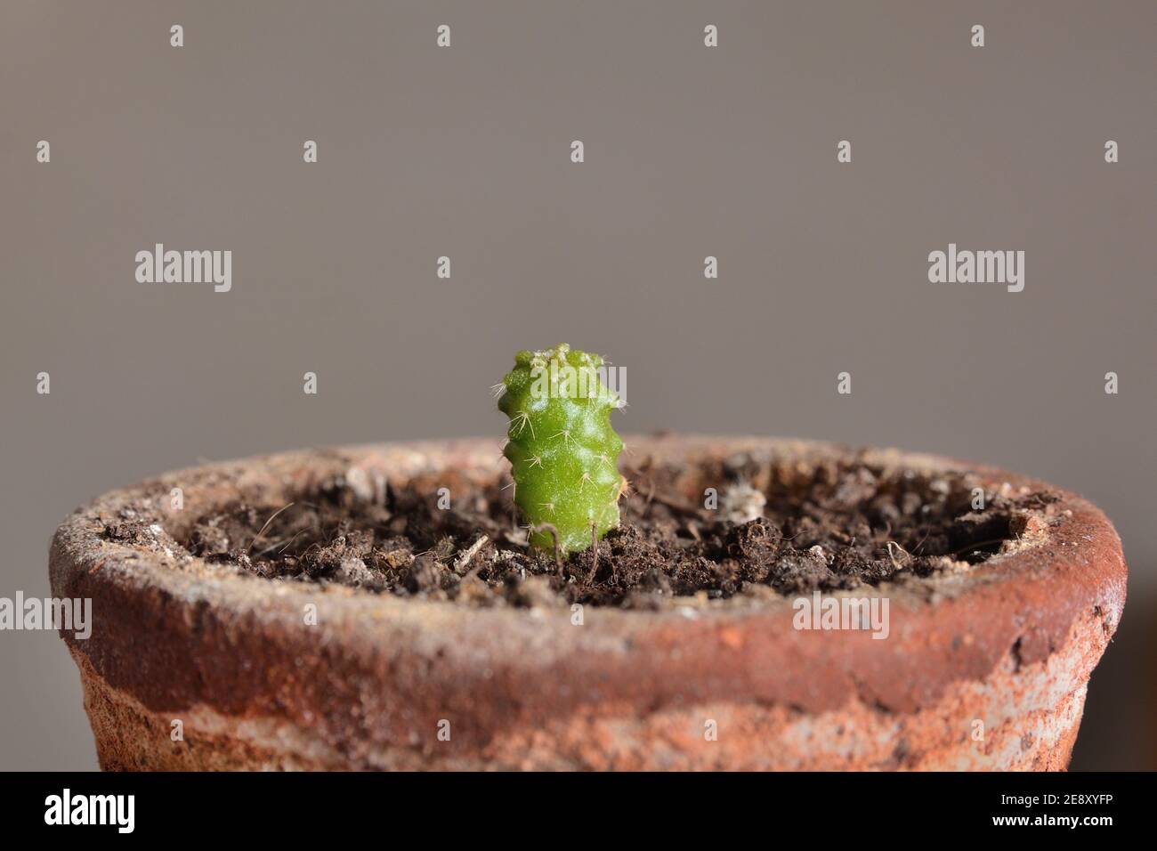Nahaufnahme eines einjährigen Kaktus Echinocactus grusonii in einem Terrakotta-Topf und grauem Hintergrund. Botanisches Konzept Stockfoto