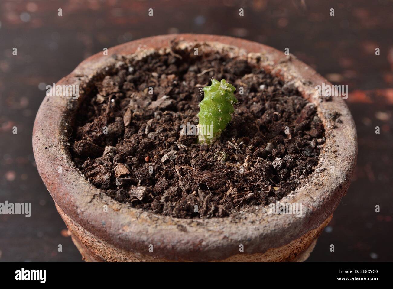 Ein Jahr alter Kaktus Echinocactus grusonii in einem Terrakotta-Topf zu  Hause. Botanisches Konzept. Kakteen sind dabei, aus dem Samen zu keimen  Stockfotografie - Alamy