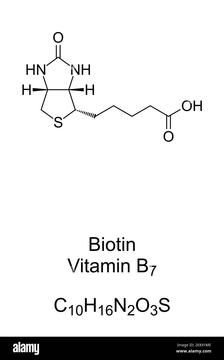 Biotin, Vitamin B7, chemische Formel und Skelettstruktur. Beteiligt an vielen Stoffwechselprozessen. Stockfoto