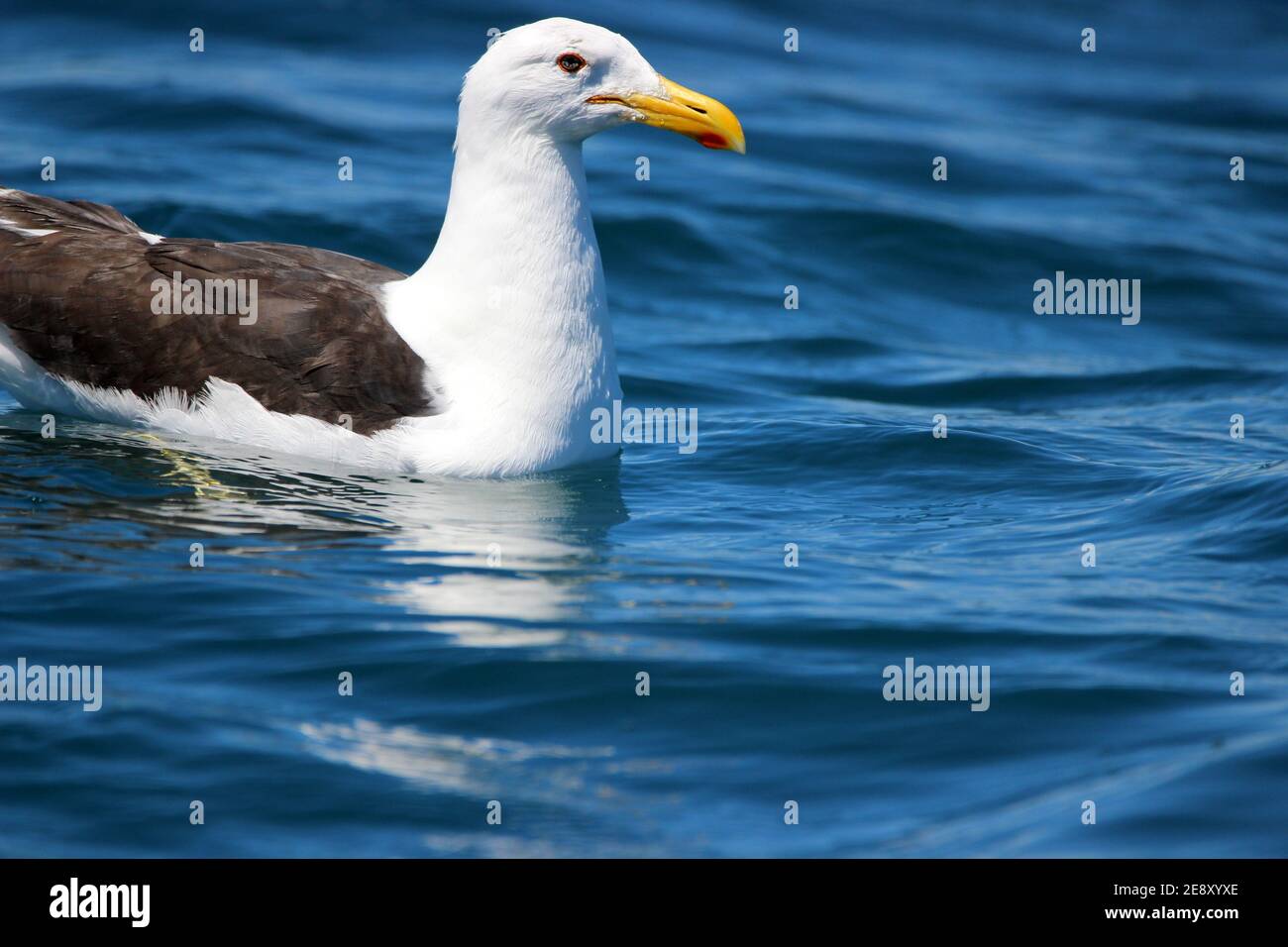 Schwarzrückenmöwe (Laras Dominikaner), die auf dem Wasser auf dem Meer sitzt Stockfoto