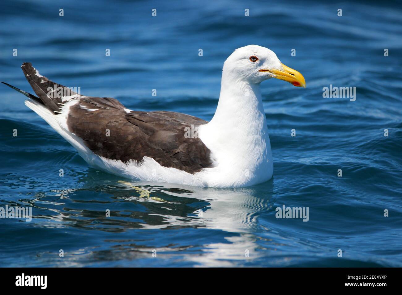 Schwarzrückenmöwe (Laras Dominikaner), die auf dem Wasser auf dem Meer sitzt Stockfoto