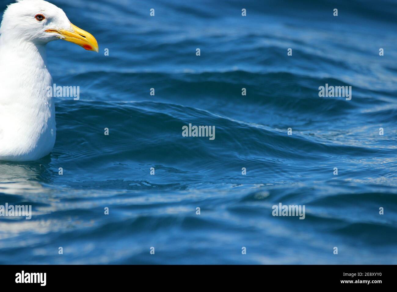 Schwarzrückenmöwe (Laras Dominikaner), die auf dem Wasser auf dem Meer sitzt Stockfoto