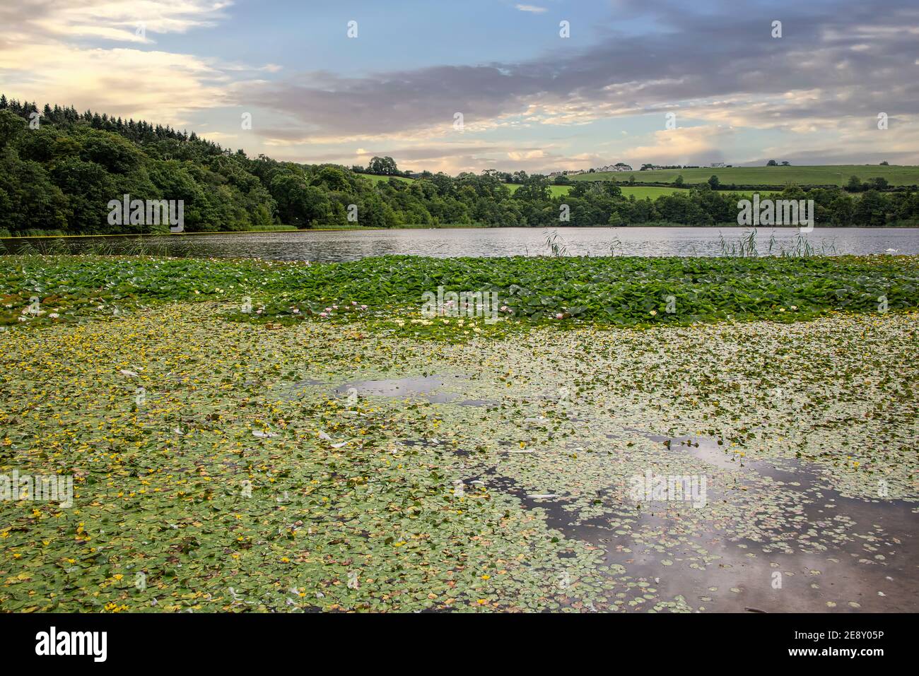 Teich mit Seerosen und Landschaft von Cork, Irland Stockfoto