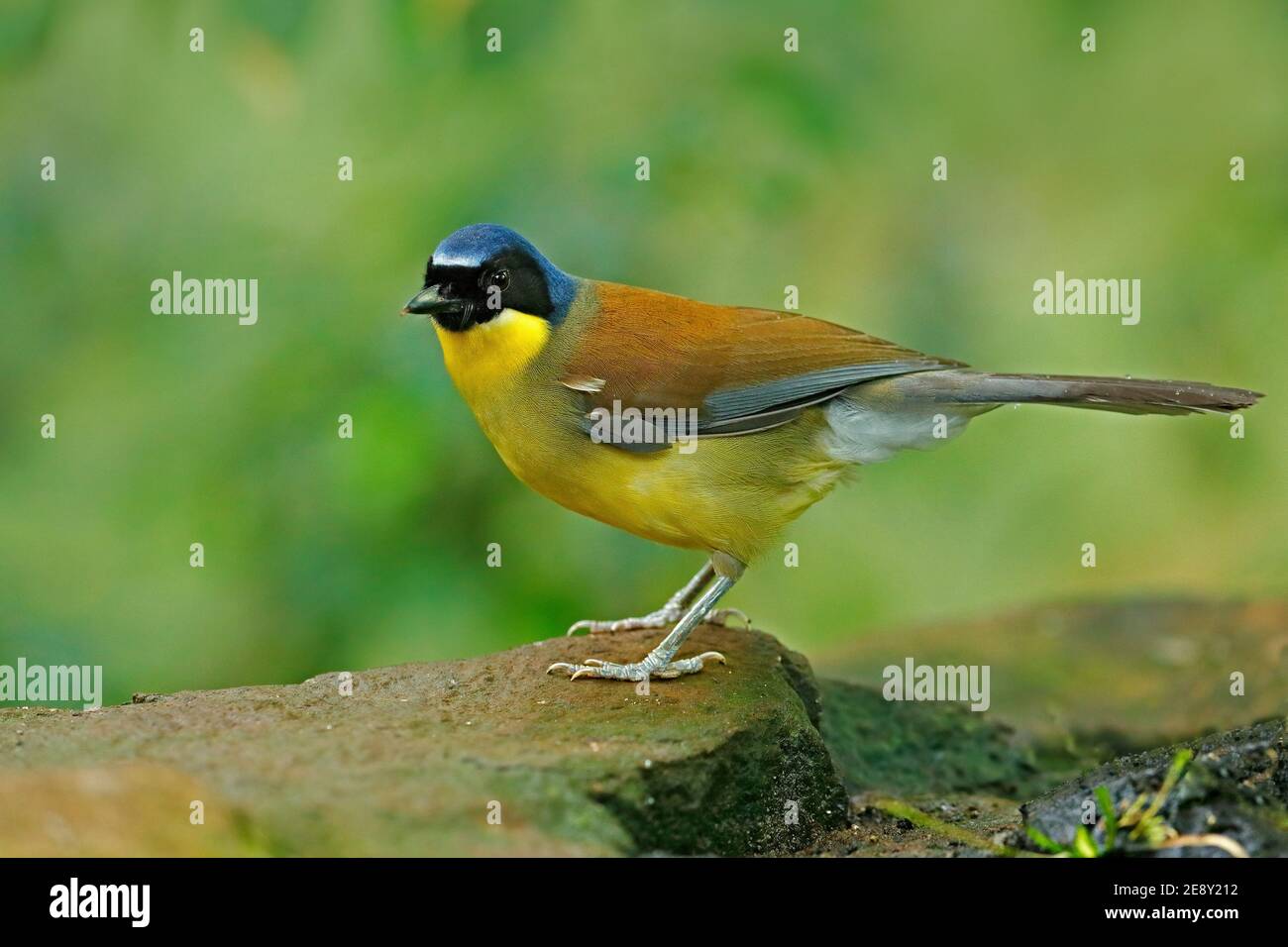 Blau-gekrönte Lachdrossel oder Courtois's Lachvogel, Garrulax Dryonastes courtoisi. Blau, gelb und schwarz songbird sitzt auf dem Felsen mit Grün Stockfoto