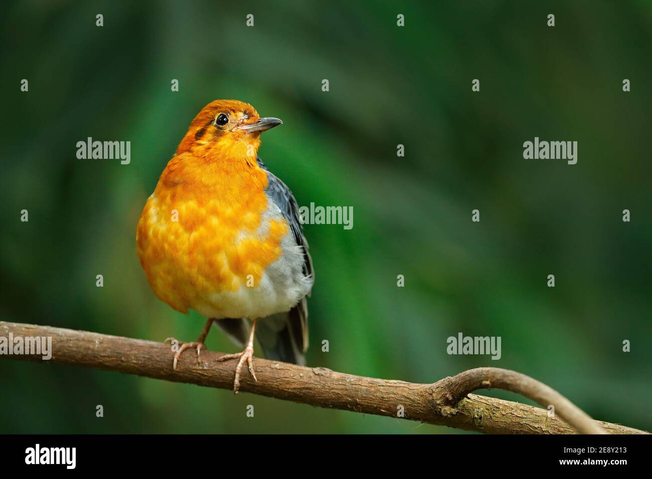 Orangendrossel, Zoothera citrina, Orange und schwarzer singvogel. Vogel sitzt auf einem Ast, China. Seltener Vogel im Naturlebensraum. Wildtierszene Stockfoto