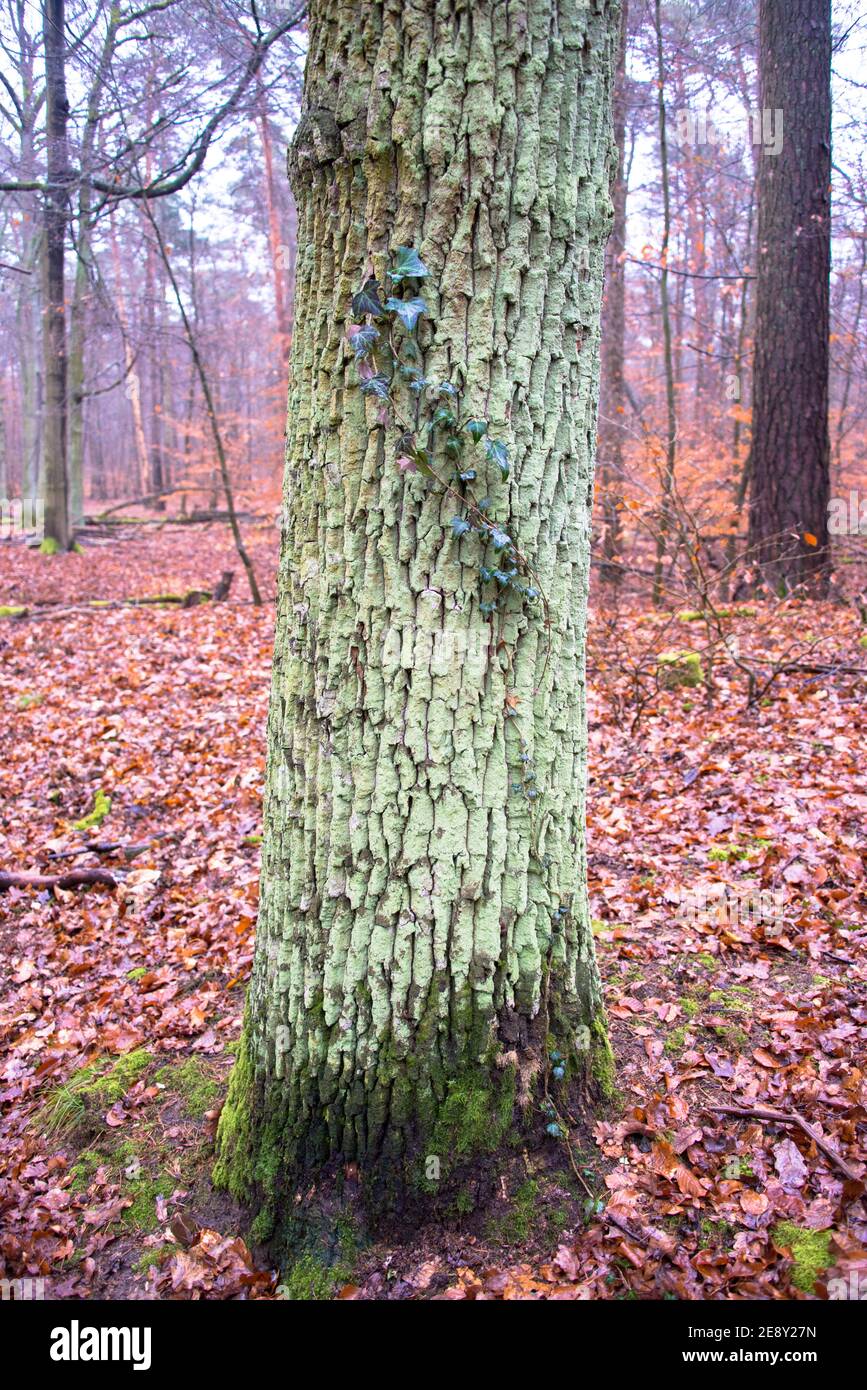 Stille Partnerschaft - Efeu-Ast, der sich an einen Waldbaum klammert. Stockfoto