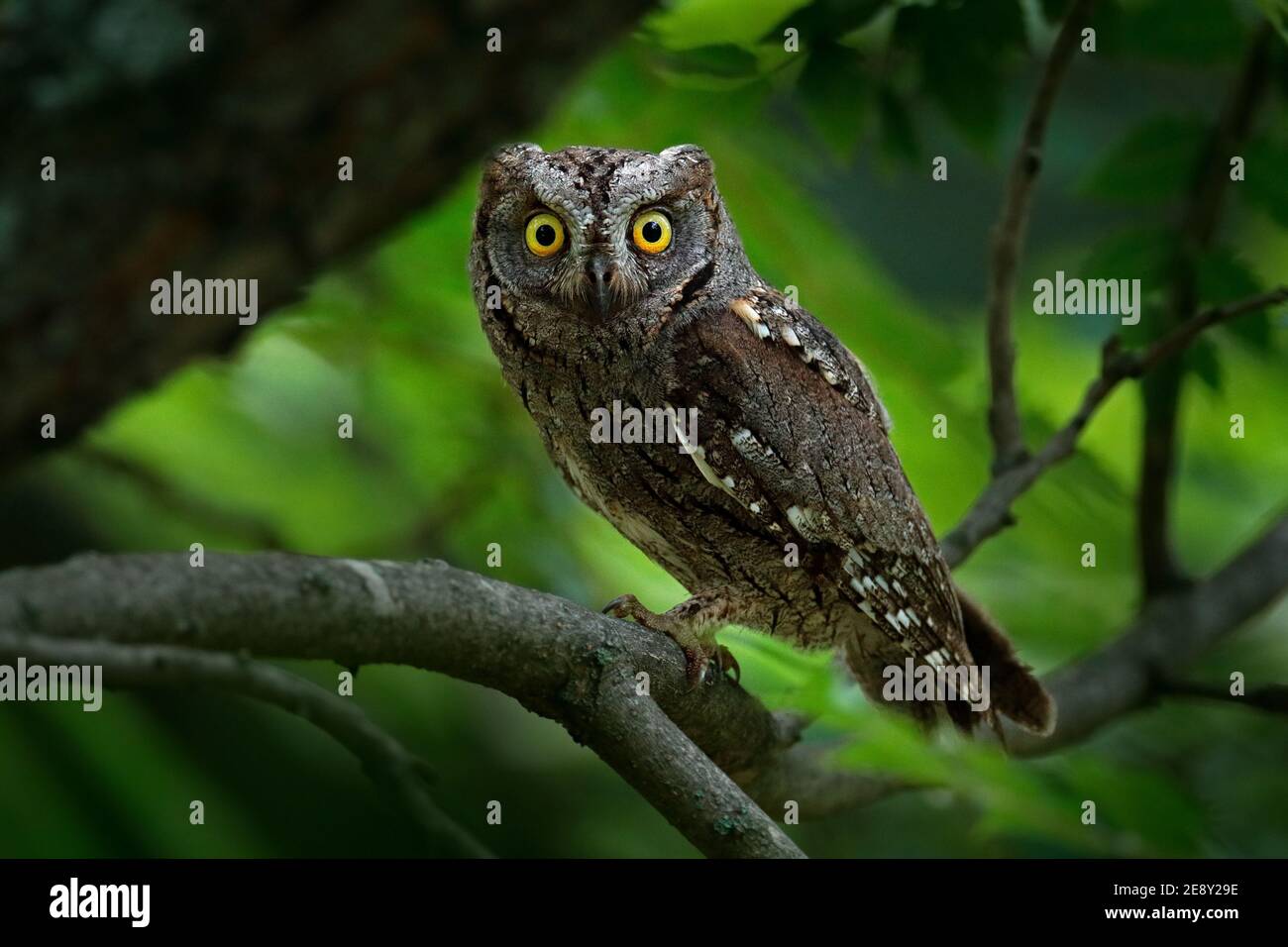 Scops Eule, Otus Scops, kleine Eule in der Natur Lebensraum, sitzt auf dem grünen Baum Ast, Wald im Hintergrund, Bulgarien. Wildtierszene f Stockfoto