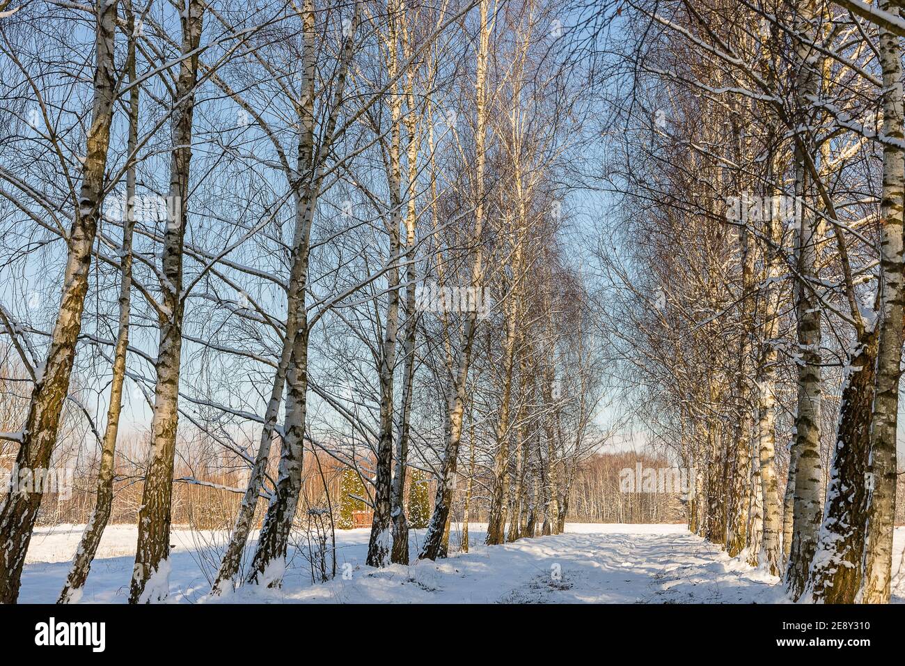 Schneebedeckte Birkenallee an einem sonnigen Wintertag. Sonnenbeschienenen Baumstämmen. Die Landschaft der polnischen und masowischen Dörfer. Stockfoto