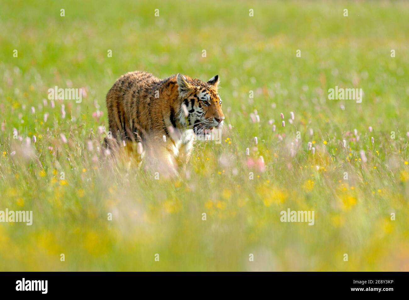 Amur Tiger Jagd in grün weißen Baumwollgras. Gefährliches Tier, Taiga, Russland. Große Katze sitzt in der Umgebung. Wildkatze in Wildtierwelt Natur. Sibirien Stockfoto