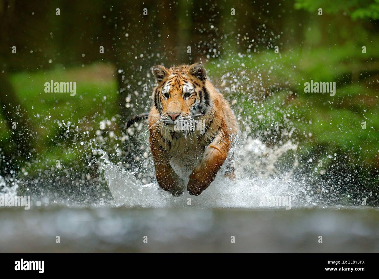 Amur Tiger Jagd in grün weißen Baumwollgras. Gefährliches Tier, Taiga, Russland. Große Katze sitzt in der Umgebung. Wildkatze in Wildtierwelt Natur. Sibirien Stockfoto