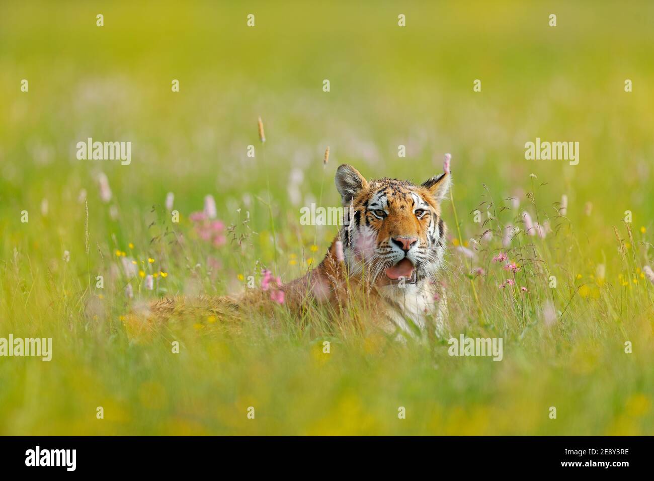 Amur Tiger Jagd in grün weißen Baumwollgras. Gefährliches Tier, Taiga, Russland. Große Katze sitzt in der Umgebung. Wildkatze in Wildtierwelt Natur. Sibirien Stockfoto