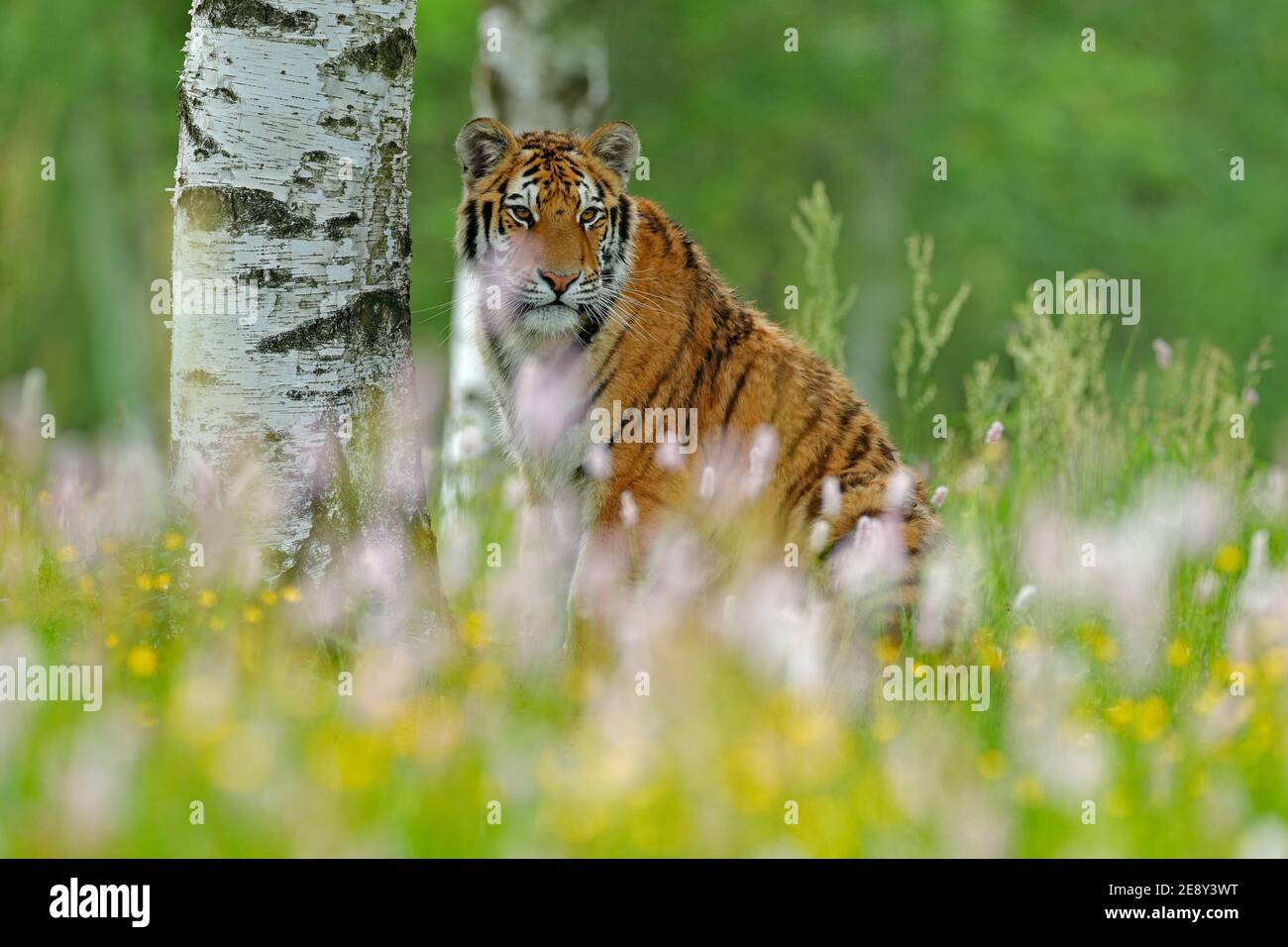 Amur Tiger Jagd in grün weißen Baumwollgras. Gefährliches Tier, Taiga, Russland. Große Katze sitzt in der Umgebung. Wildkatze in Wildtierwelt Natur. Sibirien Stockfoto