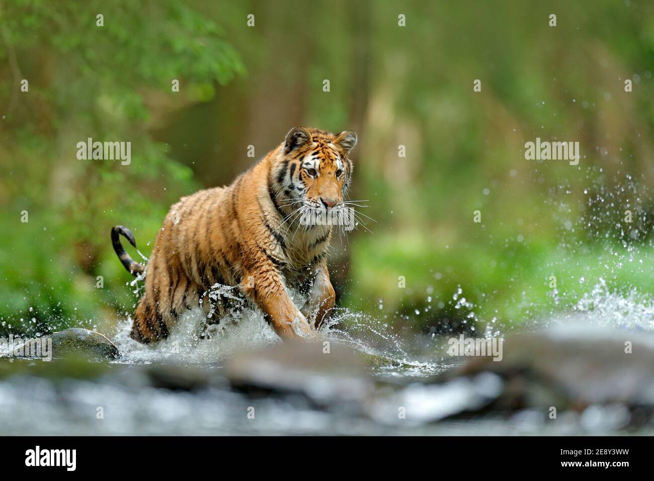 Wildtiere in Asien. Sibirischer Tiger läuft im Wasser, Sibirien. Gefährliches Tier, Taiga, Russland. Tier im grünen Waldbach. Amur Tiger spritzt wate Stockfoto