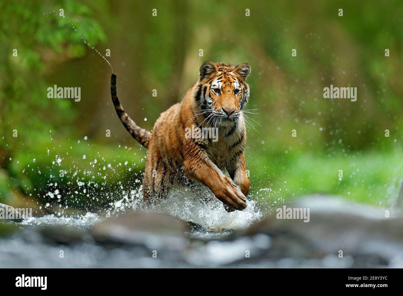 Wildtiere in Asien. Sibirischer Tiger läuft im Wasser, Sibirien. Gefährliches Tier, Taiga, Russland. Tier im grünen Waldbach. Amur Tiger spritzt wate Stockfoto