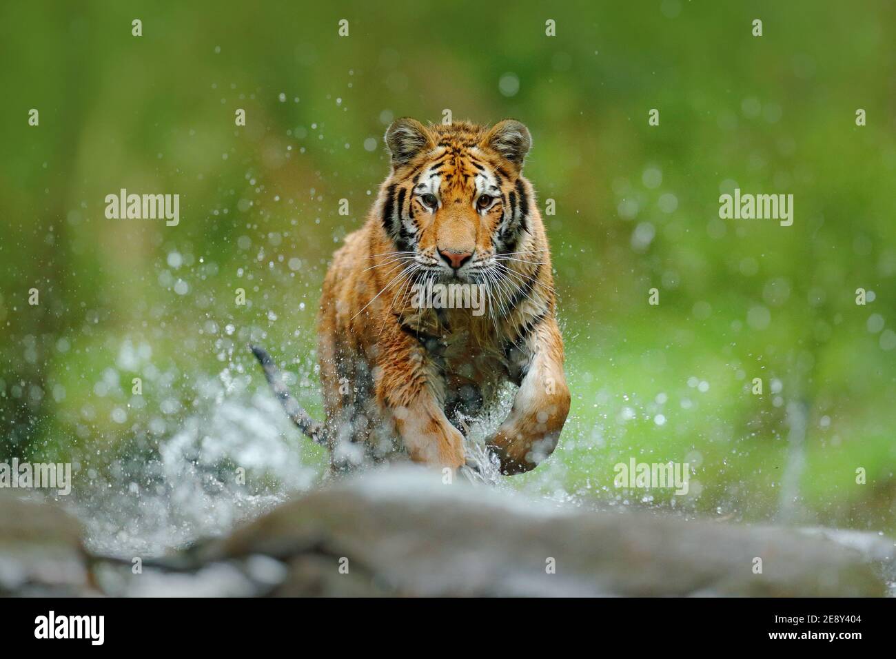 Wildtiere in Asien. Sibirischer Tiger läuft im Wasser, Sibirien. Gefährliches Tier, Taiga, Russland. Tier im grünen Waldbach. Amur Tiger spritzt wate Stockfoto