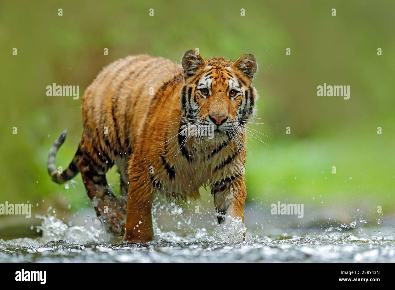 Wildtiere in Asien. Sibirischer Tiger läuft im Wasser, Sibirien. Gefährliches Tier, Taiga, Russland. Tier im grünen Waldbach. Amur Tiger spritzt wate Stockfoto