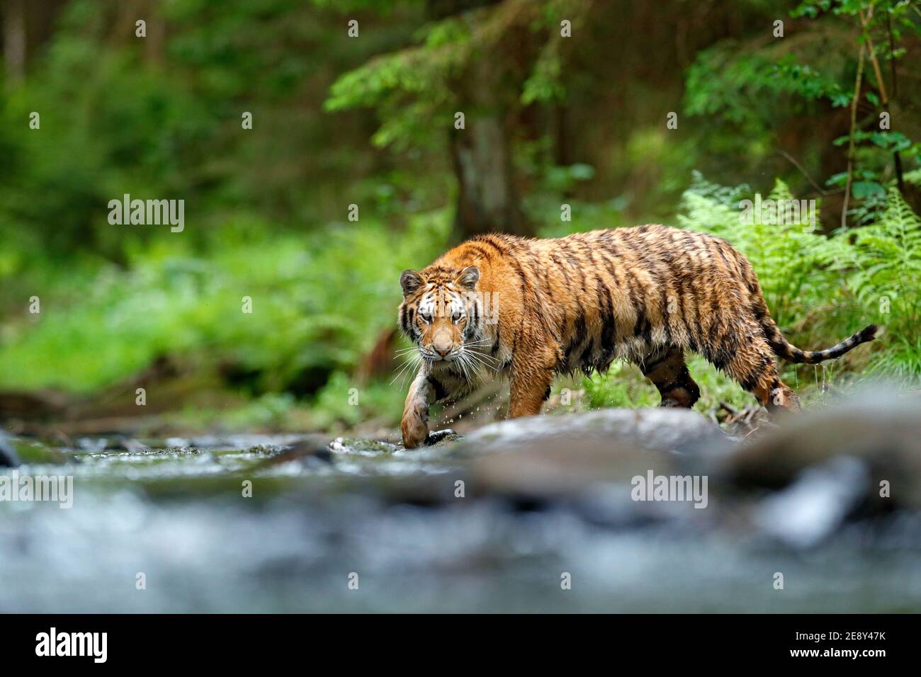Wildtiere in Asien. Sibirischer Tiger läuft im Wasser, Sibirien. Gefährliches Tier, Taiga, Russland. Tier im grünen Waldbach. Amur Tiger spritzt wate Stockfoto