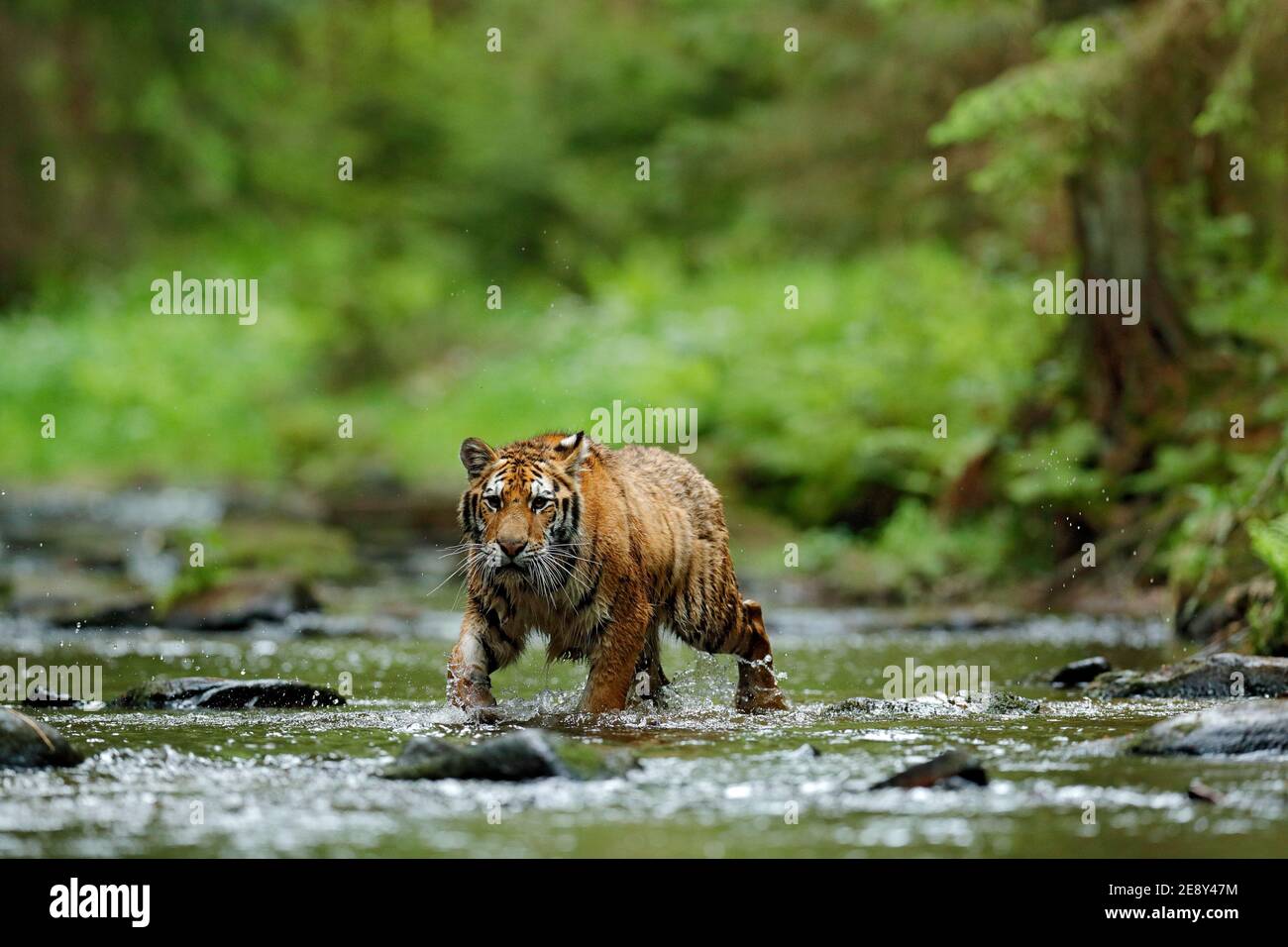 Wildtiere in Asien. Sibirischer Tiger läuft im Wasser, Sibirien. Gefährliches Tier, Taiga, Russland. Tier im grünen Waldbach. Amur Tiger spritzt wate Stockfoto