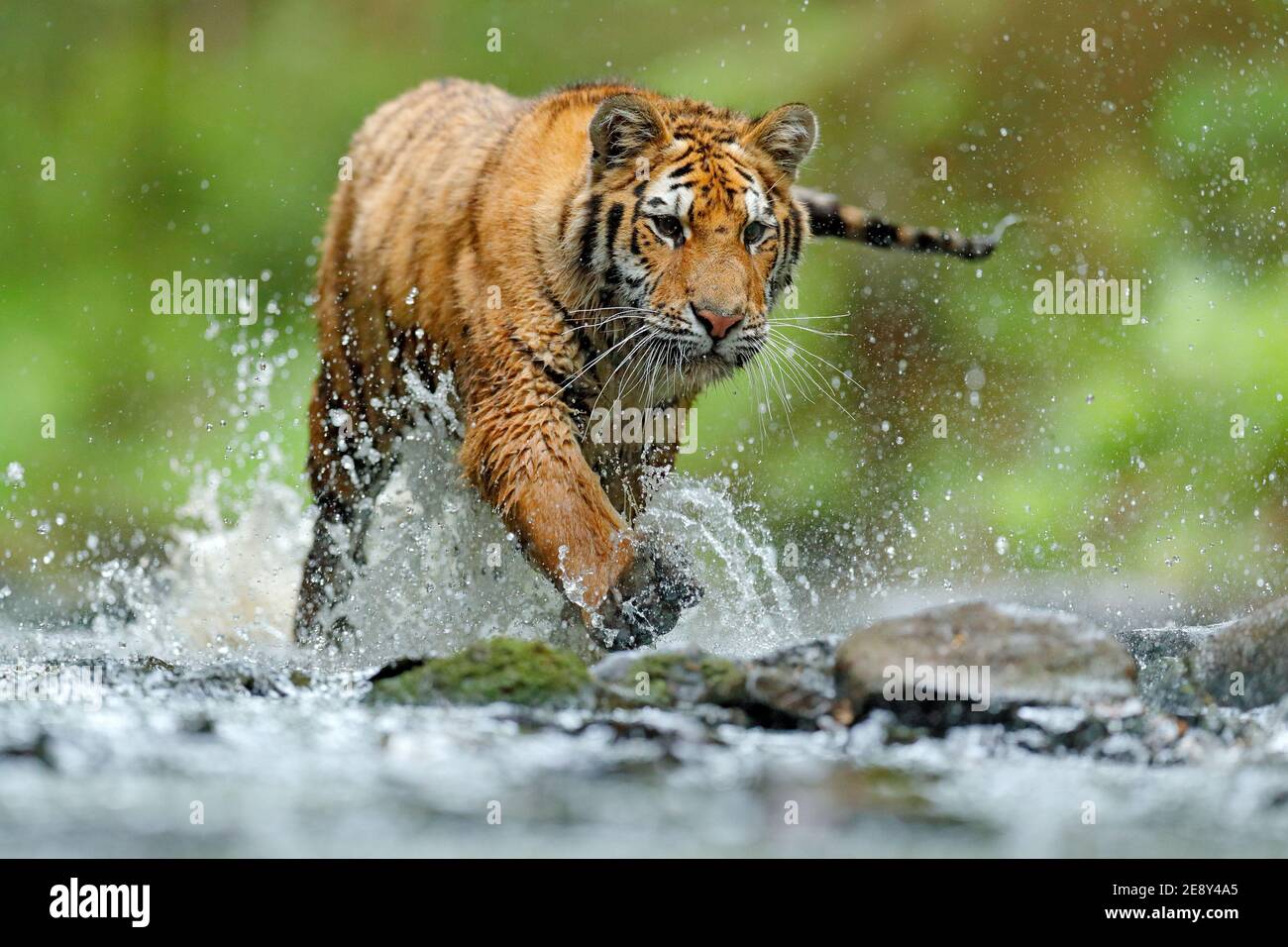 Tiger, Tierwelt Asien. Sibirischer Tiger läuft im Wasser, Sibirien. Gefährliches Tier, Taiga, Russland. Tier im grünen Waldbach. Amur Tiger Splashi Stockfoto