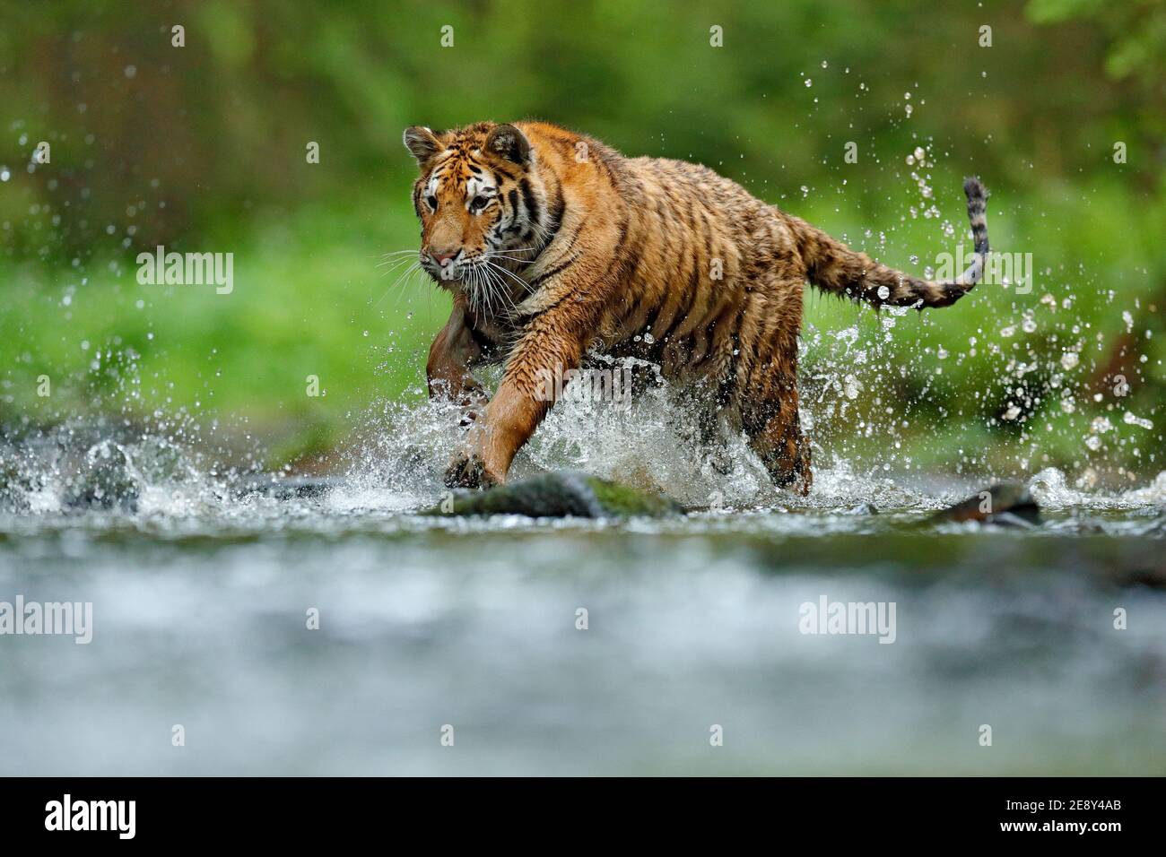 Wildtiere in Asien. Sibirischer Tiger läuft im Wasser, Sibirien. Gefährliches Tier, Taiga, Russland. Tier im grünen Waldbach. Amur Tiger spritzt wate Stockfoto