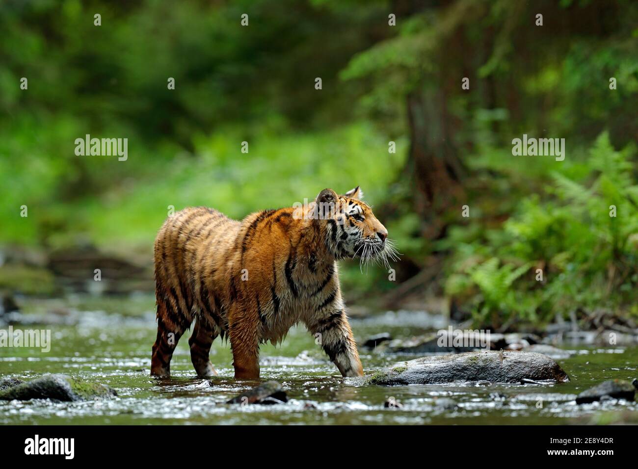 Tiger, Tierwelt Asien. Sibirischer Tiger läuft im Wasser, Sibirien. Gefährliches Tier, Taiga, Russland. Tier im grünen Waldbach. Amur Tiger Splashi Stockfoto
