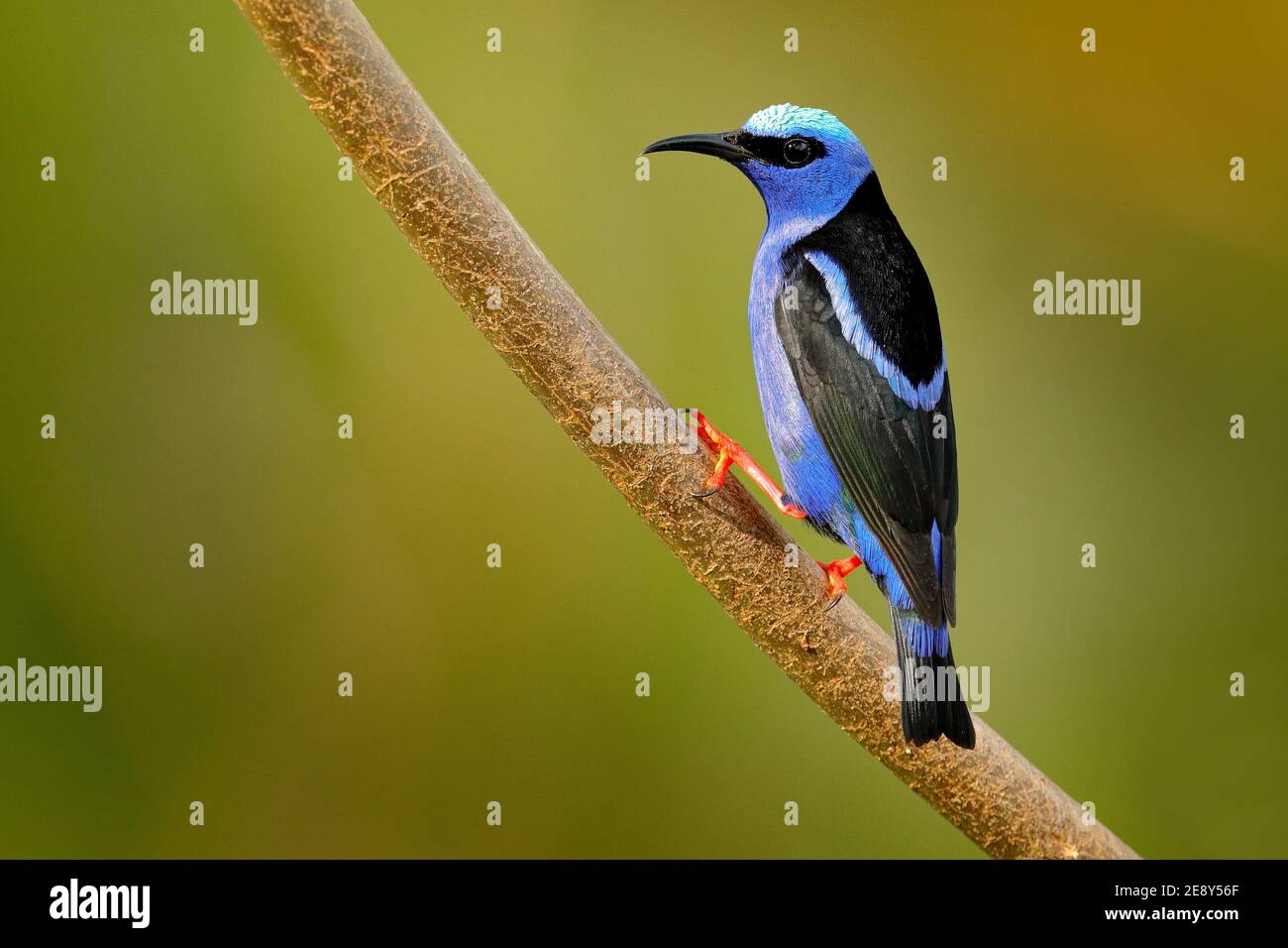Leuchtender Honigkriecher, Cyanerpes lucidus, exotischer tropisch blauer Vogel mit gelben Beinen aus Costa Rica. Blauer singvogel im Naturlebensraum. Tangier von Stockfoto