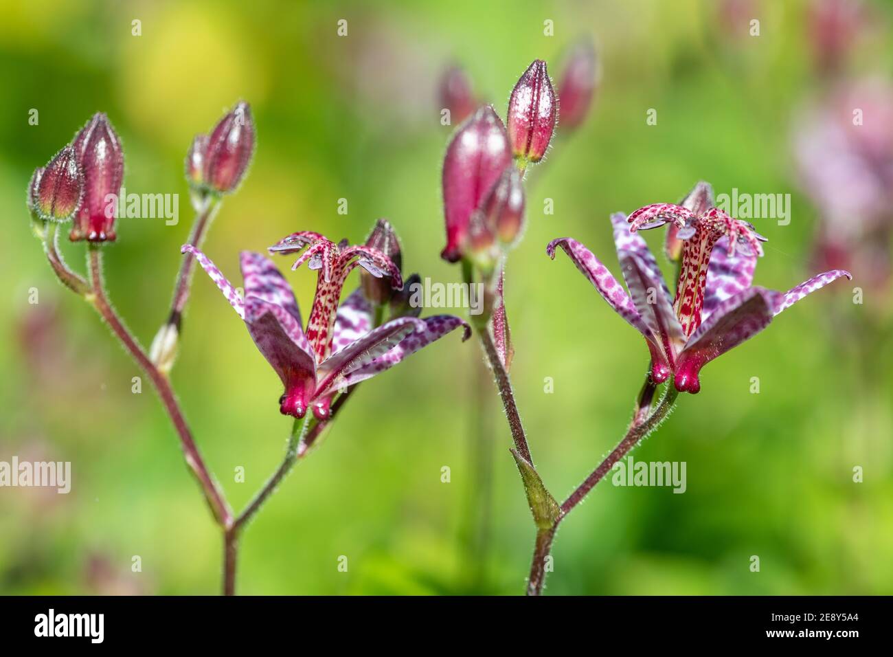 Nahaufnahme der blühenden Krötenlilie (Tricyrtis hirta) Stockfoto