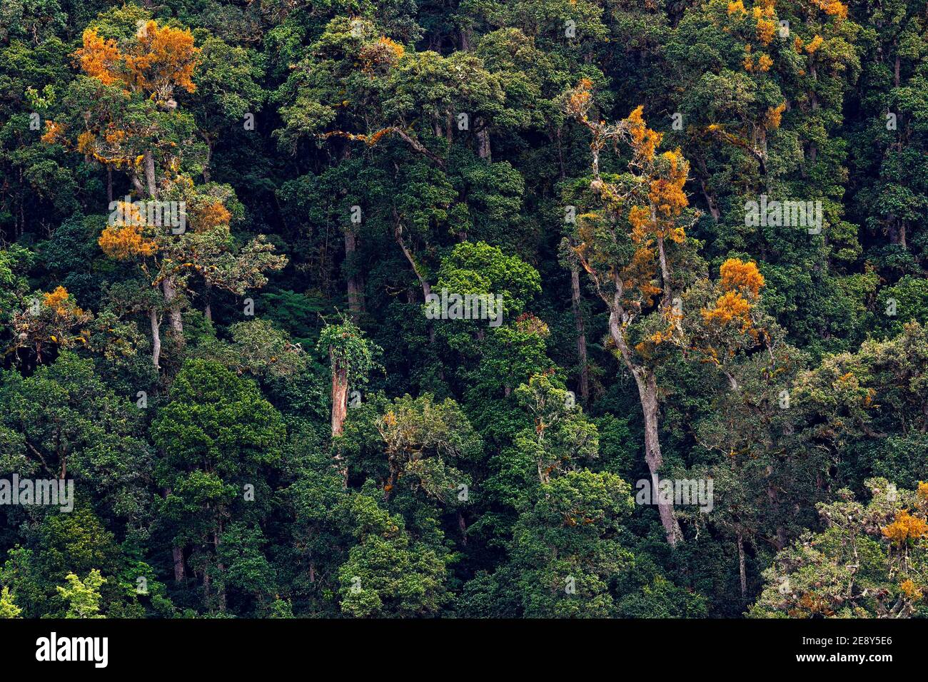 Tropischer Wald an regnerischen Tagen. Grüne Dschungellandschaft in Costa Rica. Waldhügel mit großem schönen Baum in Südamerika. Vogelbeobachtung in den Bergen Stockfoto